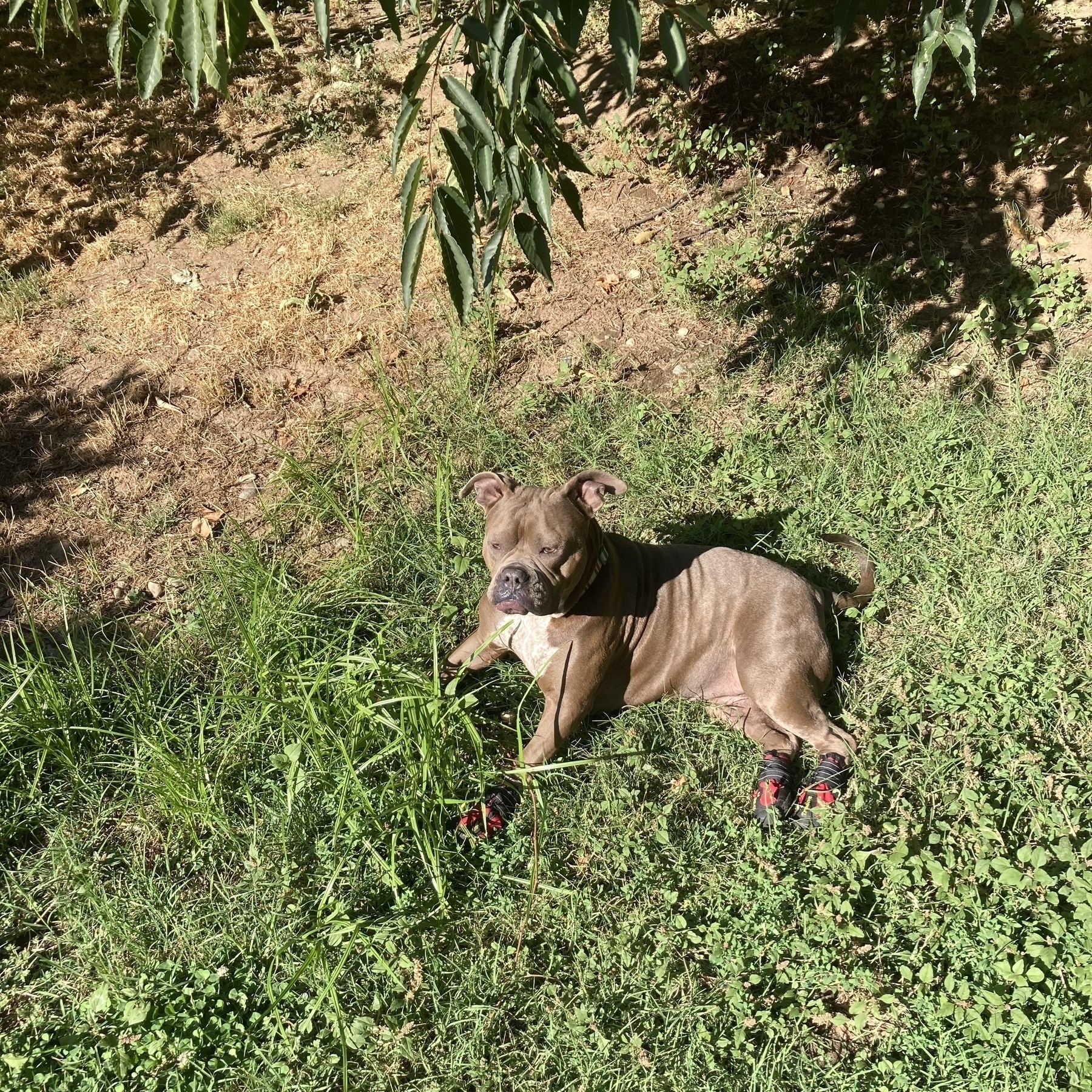 Lillie is an American bully mix dog laying down in the grass. 