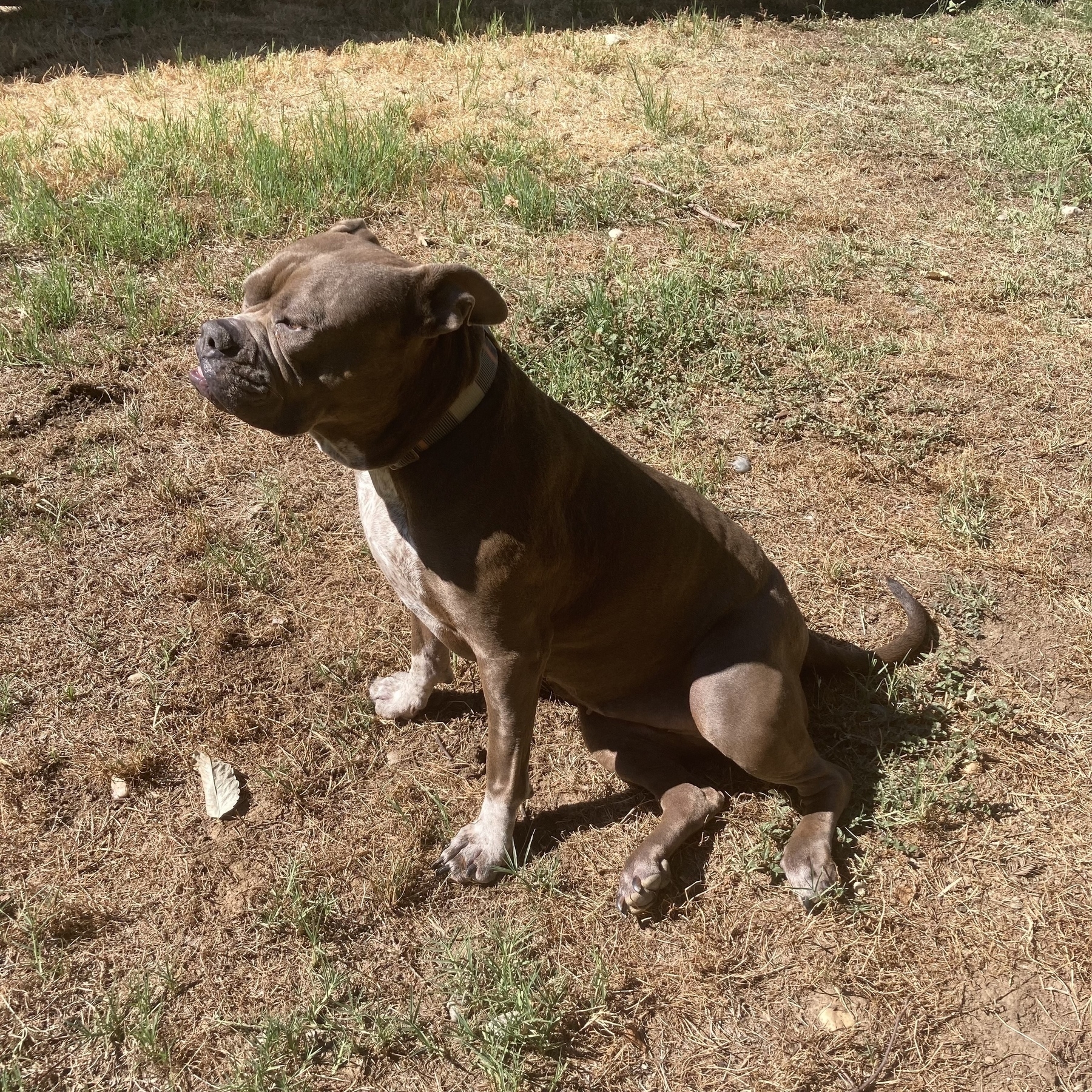 American bully mix sitting down on grass. 