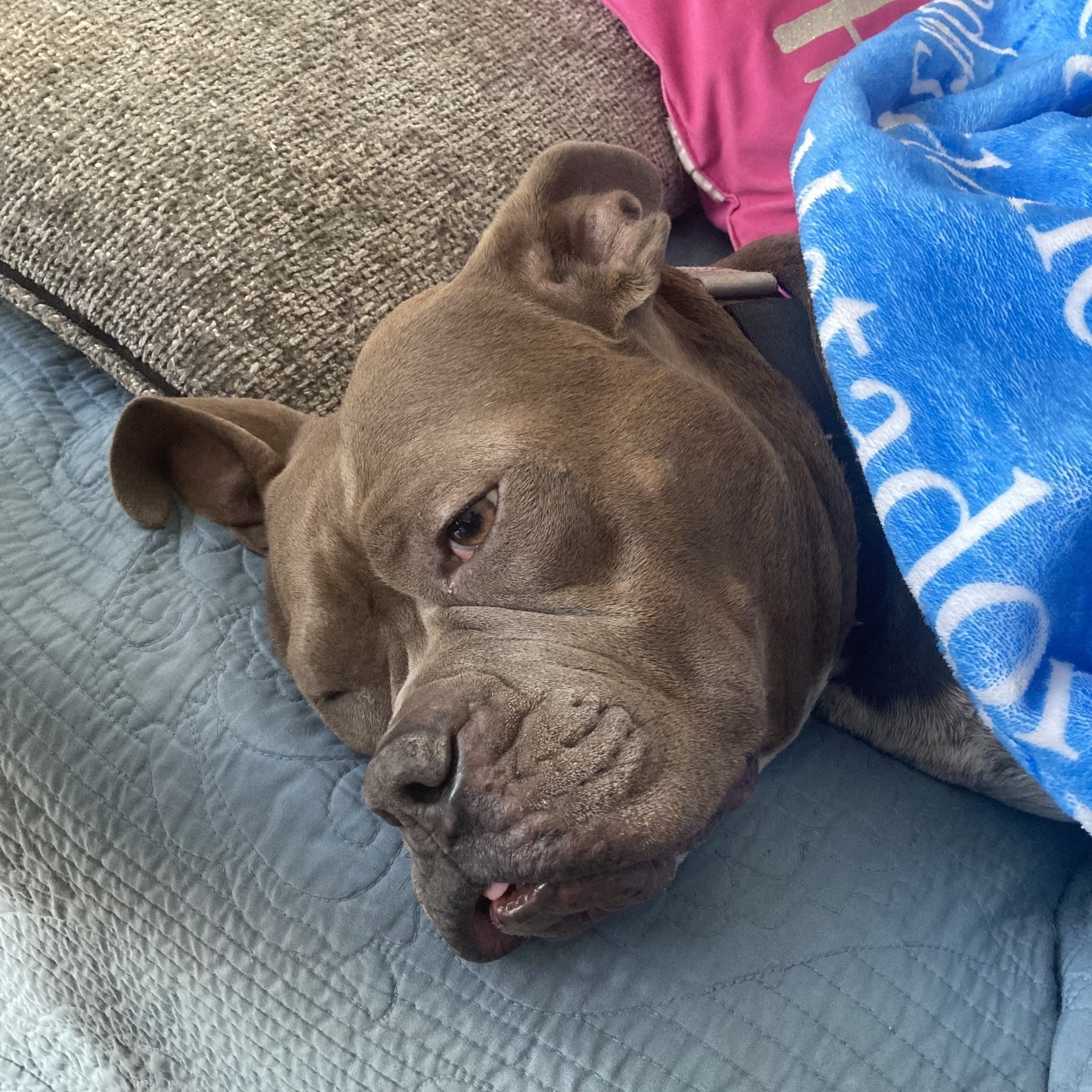 American bully mix sleeping underneath a blanket. 