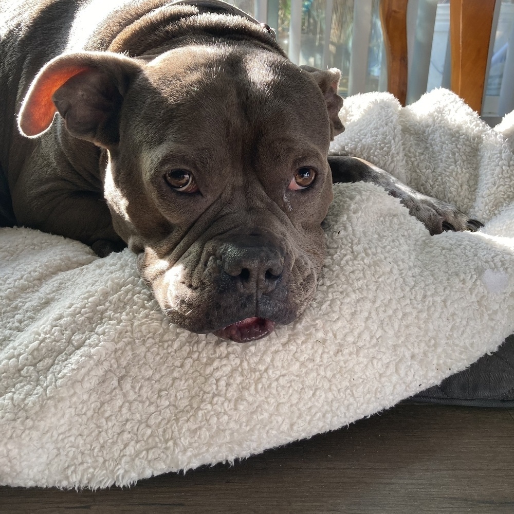 A dog with a shiny coat is lying on a fluffy white blanket, gazing forward with its head resting down.
