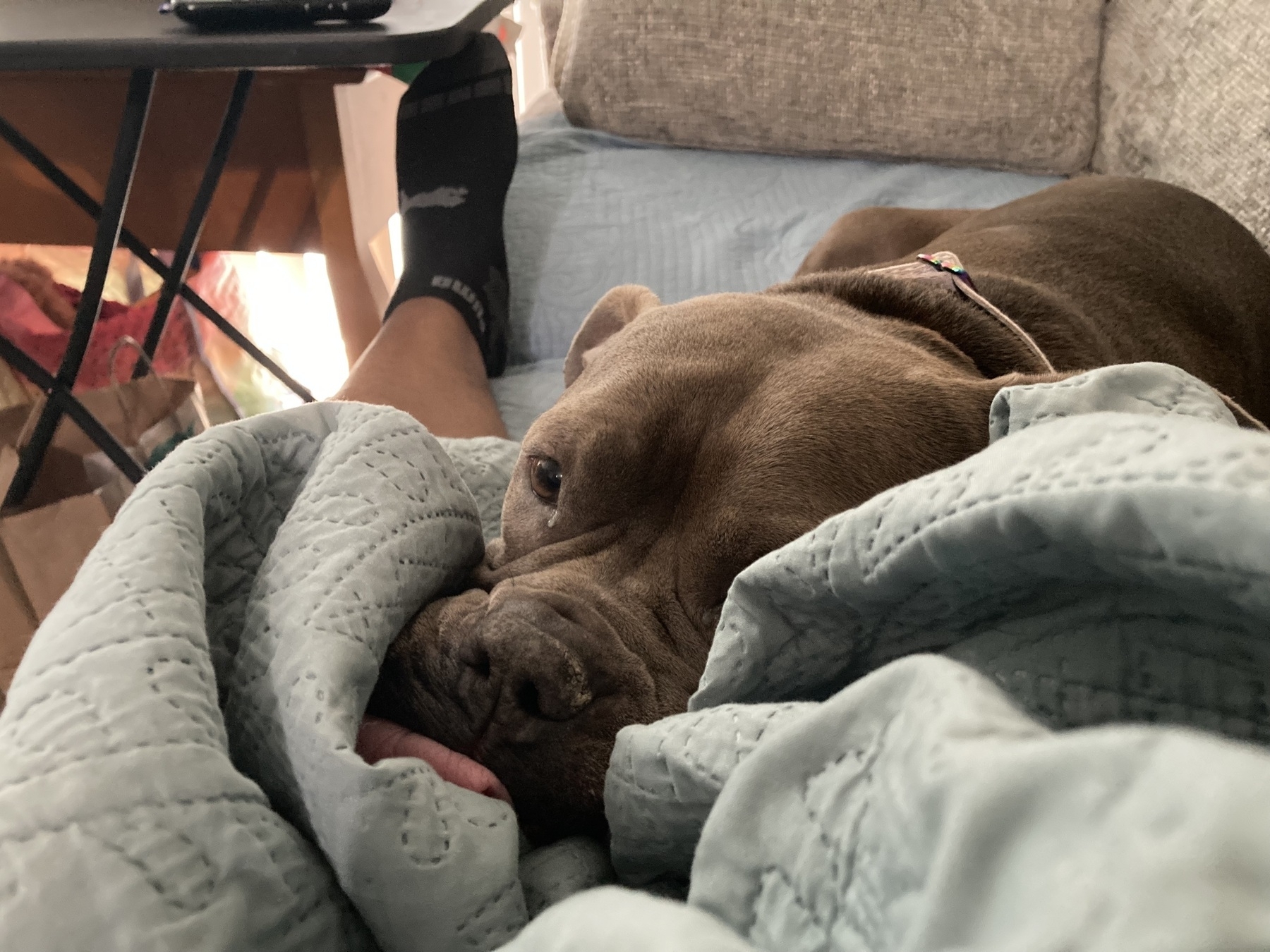 A dog is resting on a quilted blanket next to a person with their feet up on a sofa.