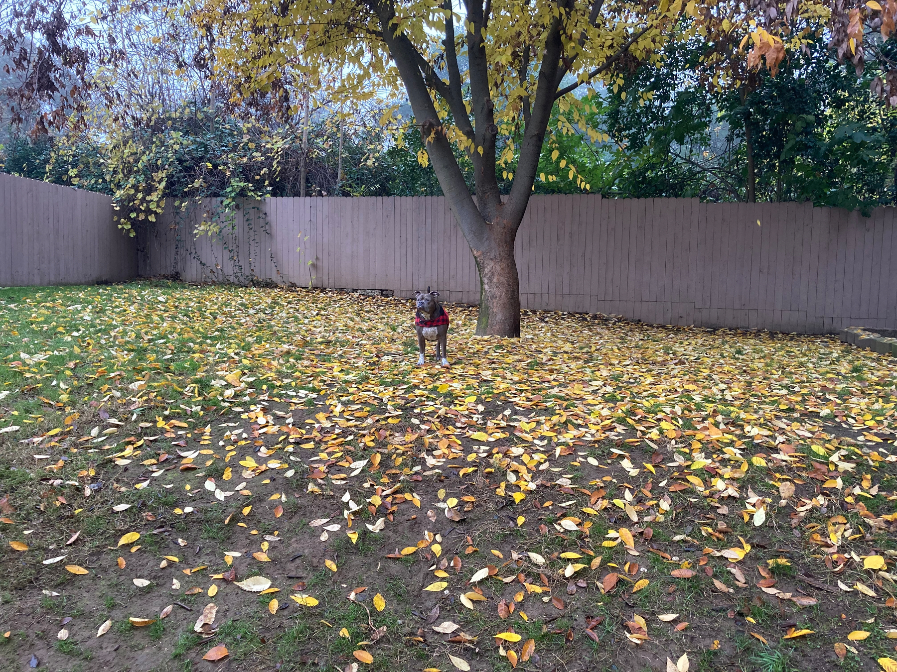 A cute dog standing on a small field covered in leaves. 