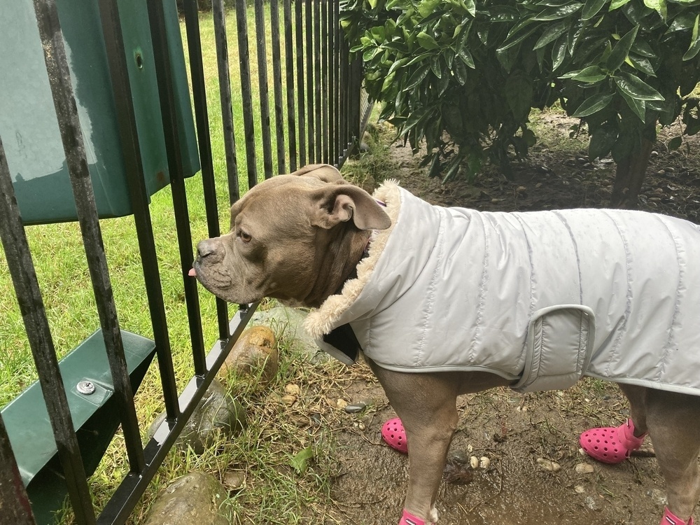 A dog wearing a white coat and pink shoes stands near a fence and bushes.