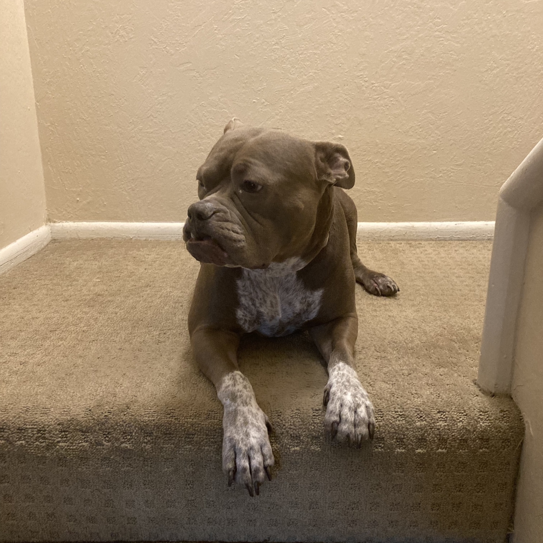 A dog is sitting halfway up a carpeted staircase, looking to the side.