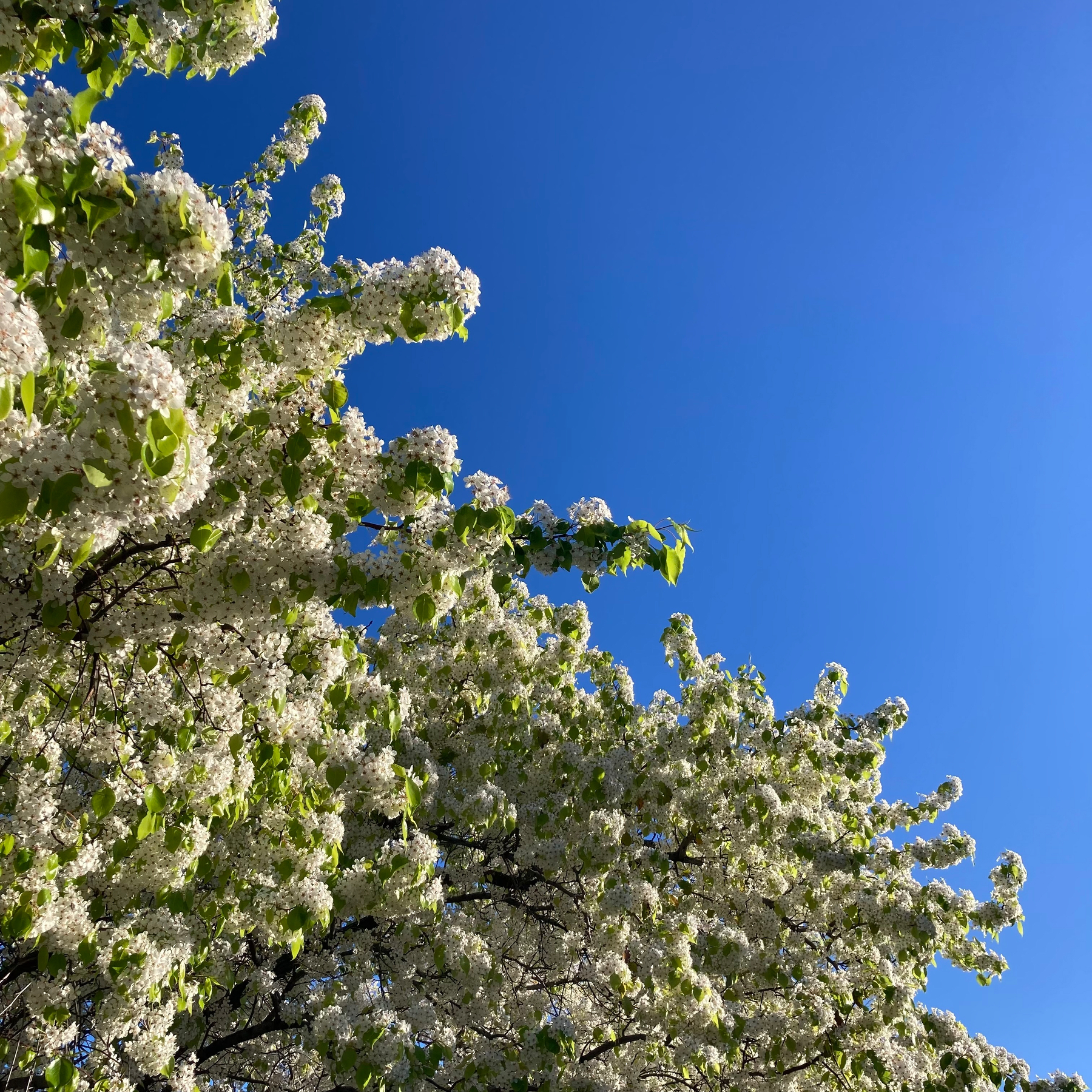 A tree with white flowers against a blue sky. 