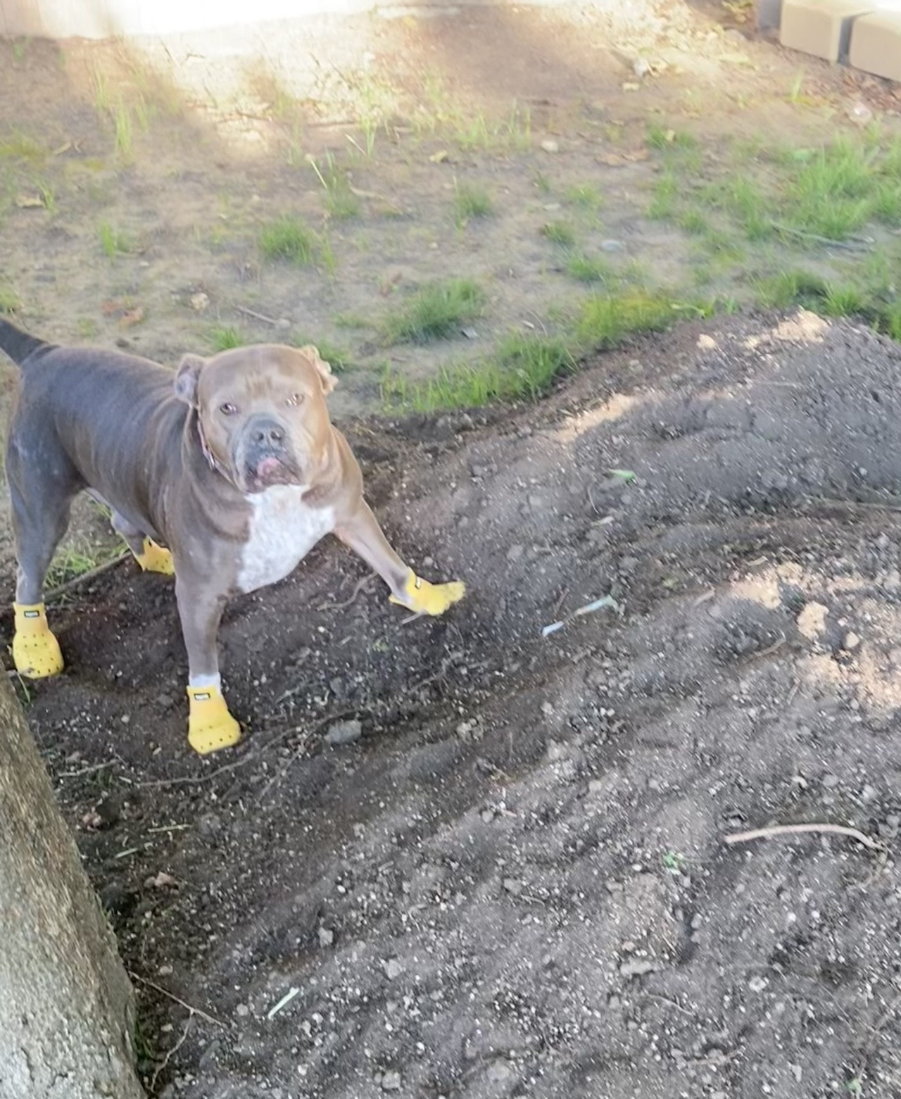 American bully wearing yellow shoes standing on a pile of dirt.