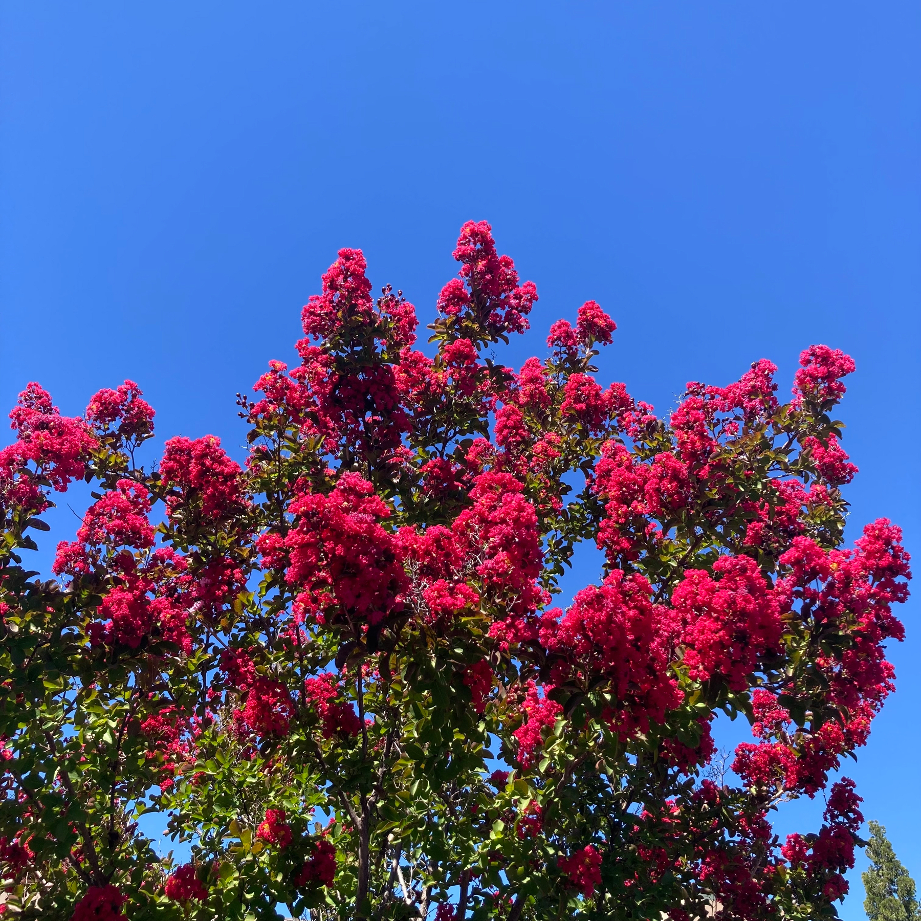Tree with red flowers. 