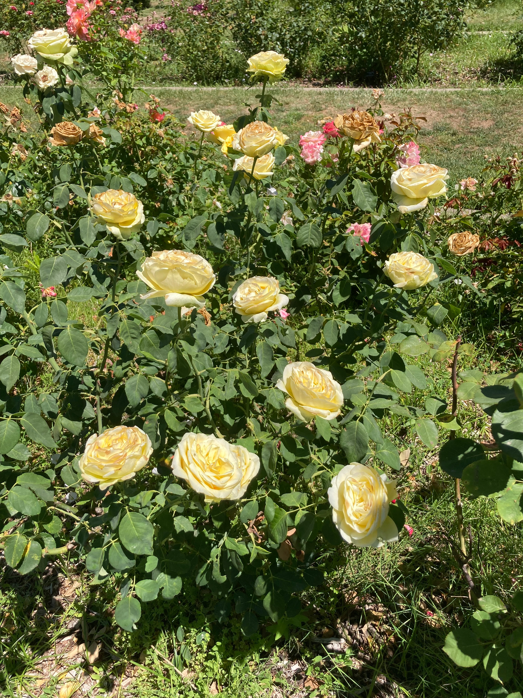 Yellow roses. 