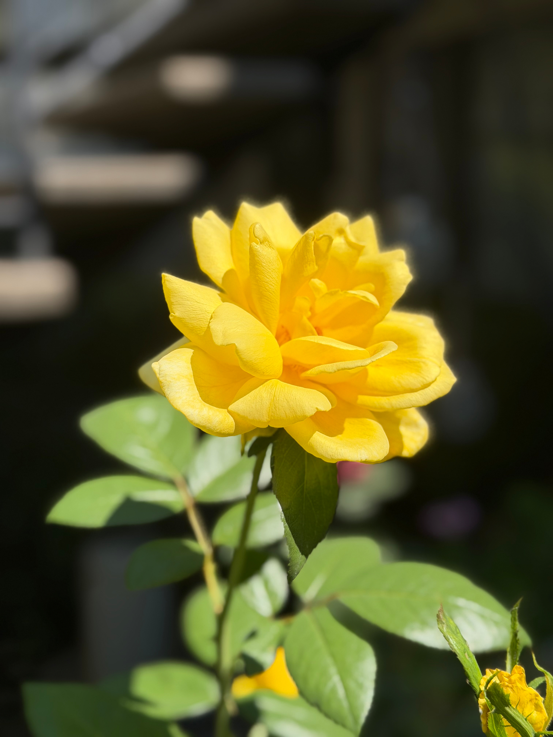 A yellow rose. 