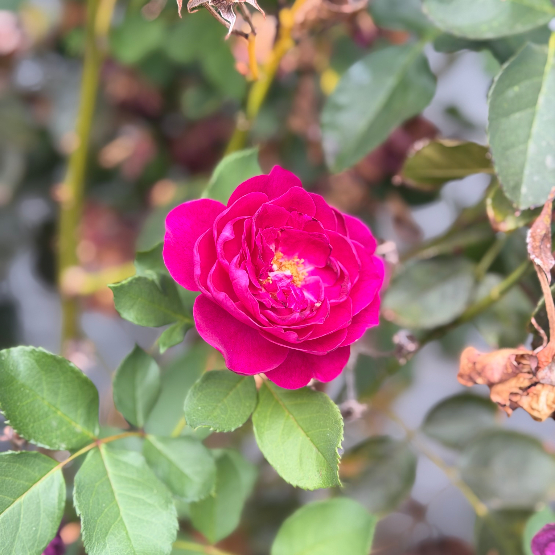 A pink rose amid dying leaves. 