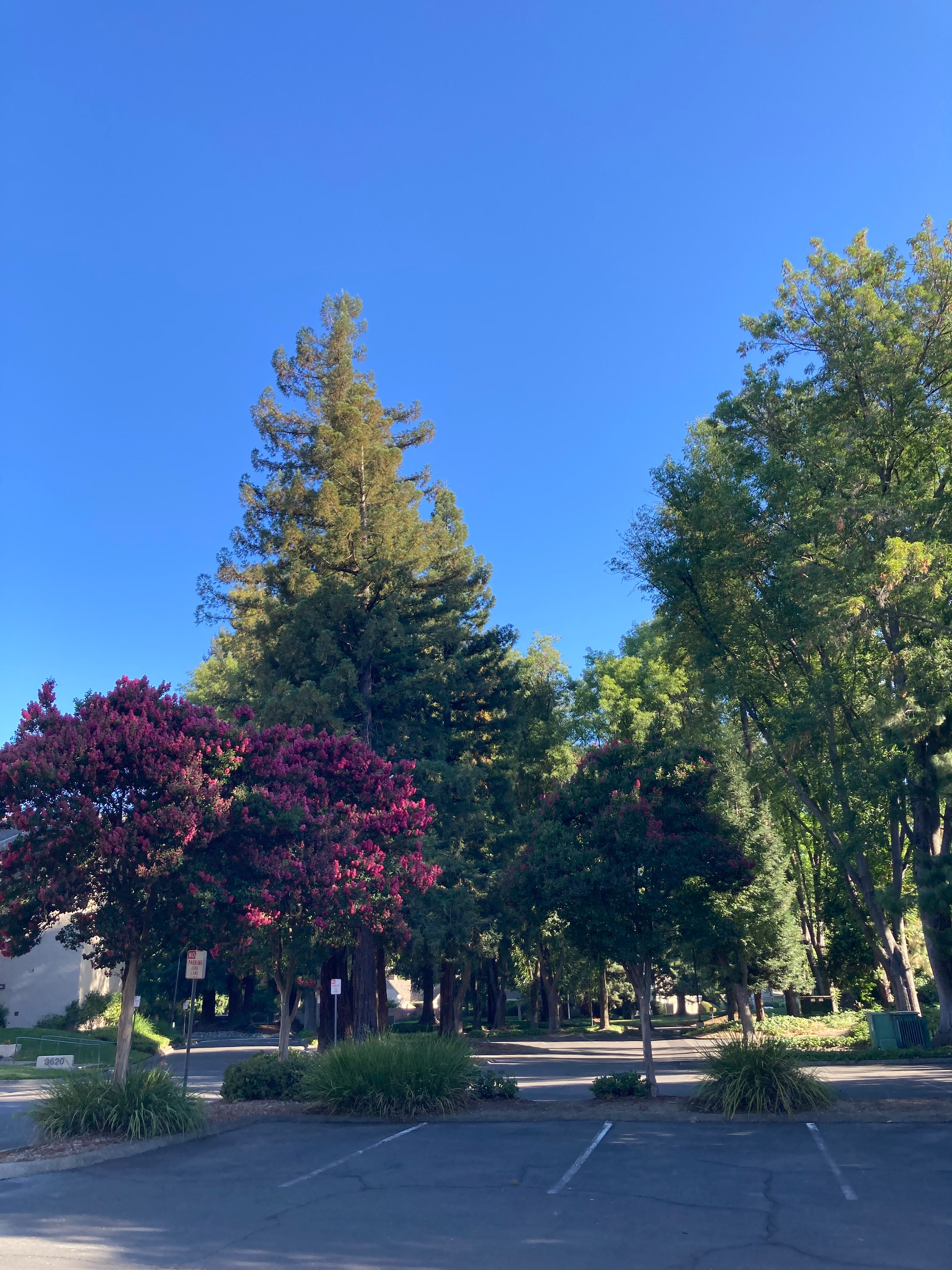 Some trees. 