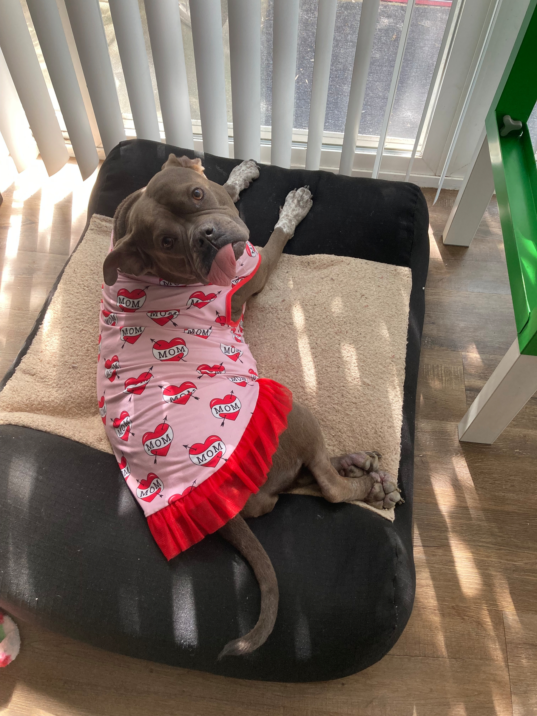Dog in pajamas sitting by the window. 