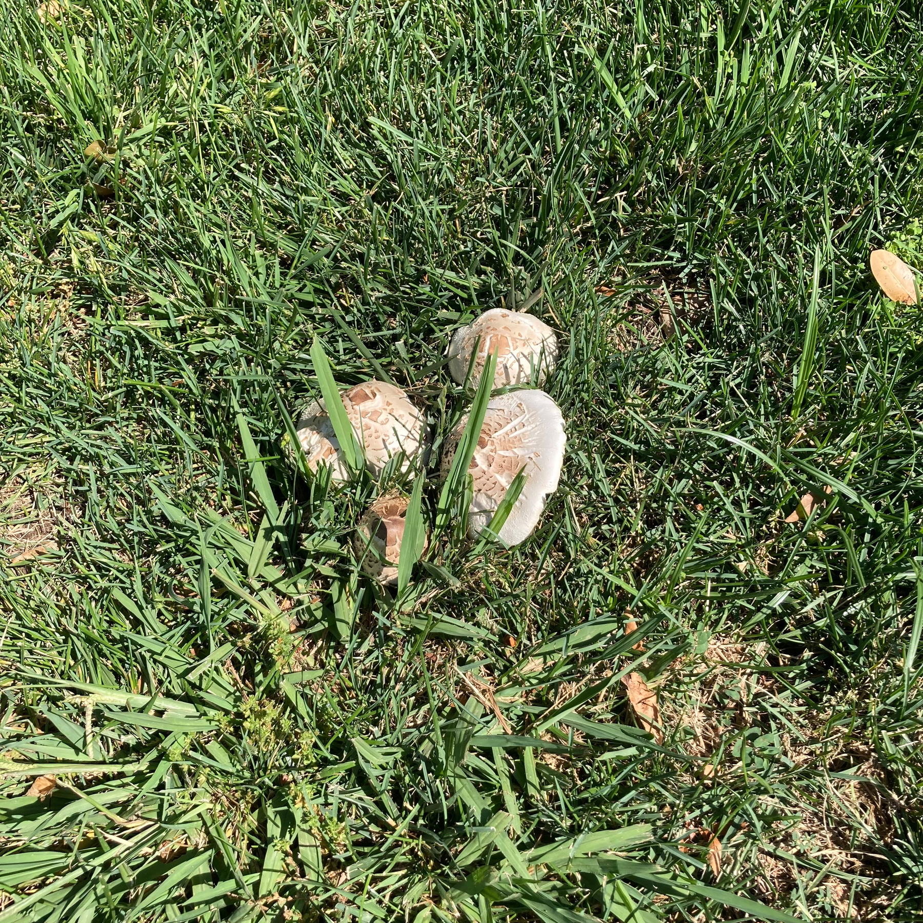 Mushrooms growing in the grass. 