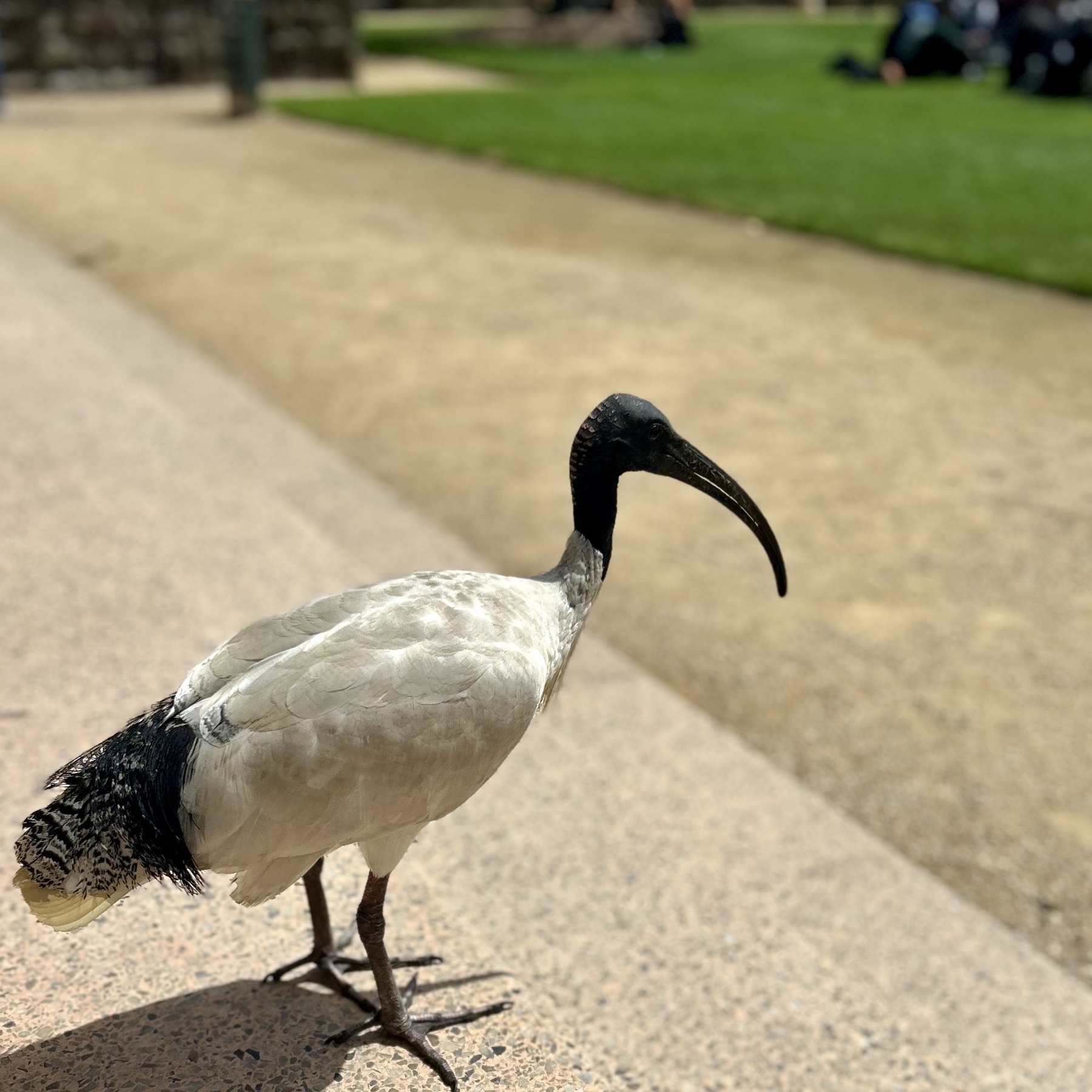 An ibis in profile