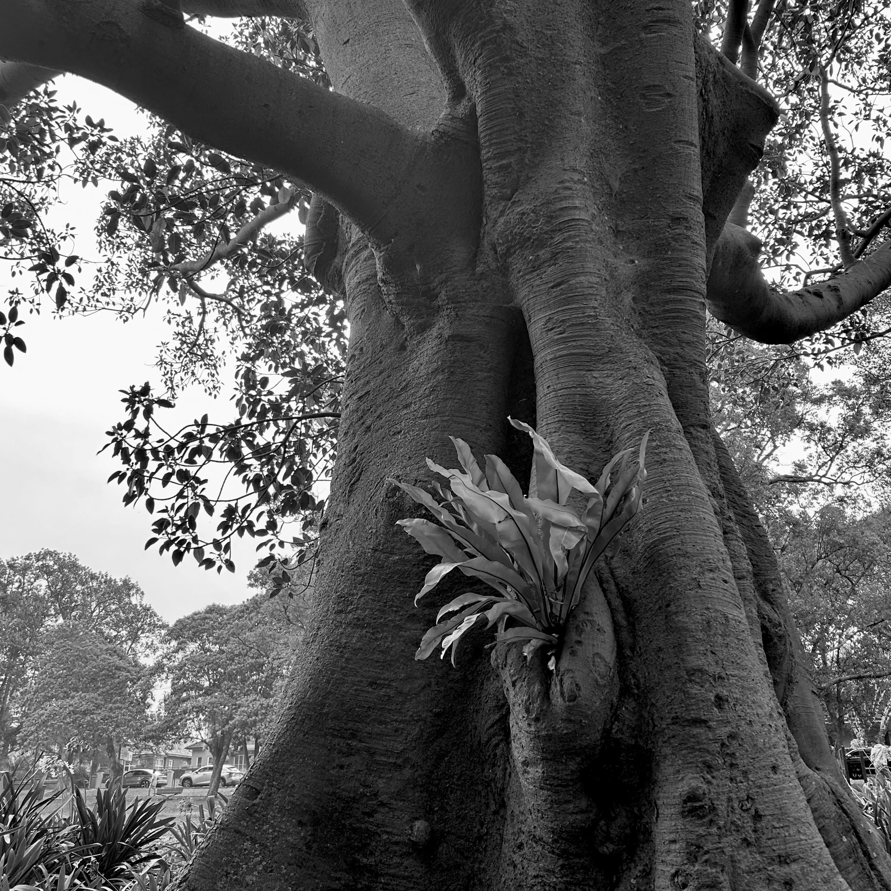 Greyscale photo of a large fig tree. A fern is growing in a nook in its drunk. 