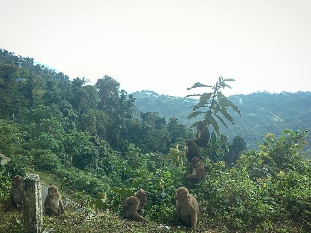 Monkey perched at the side of a road. Green forests are visible behind them, with hills in the distance. 