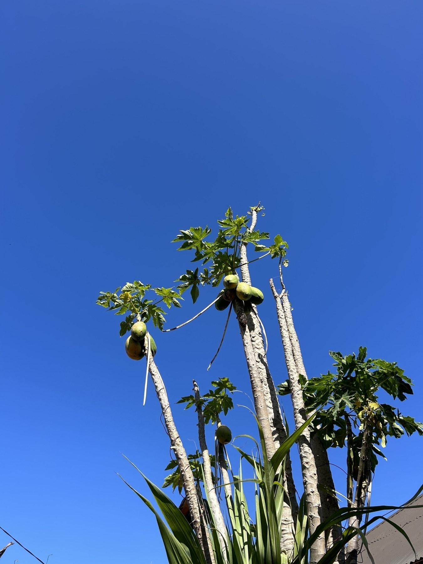 Some pawpaws on a tree, blue sky in background. 