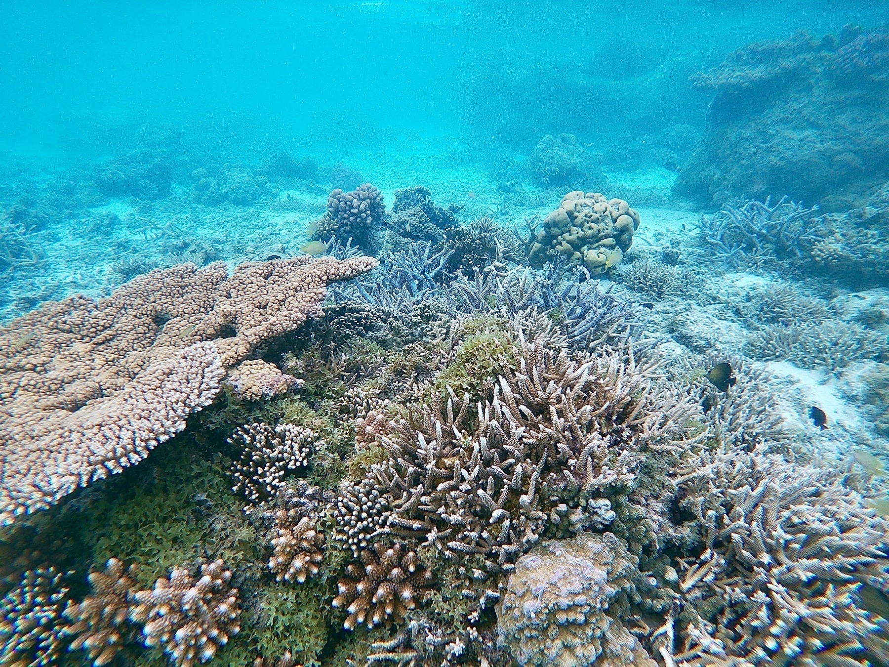 Underwater photo of coral. Some small tropical fish are visible. 