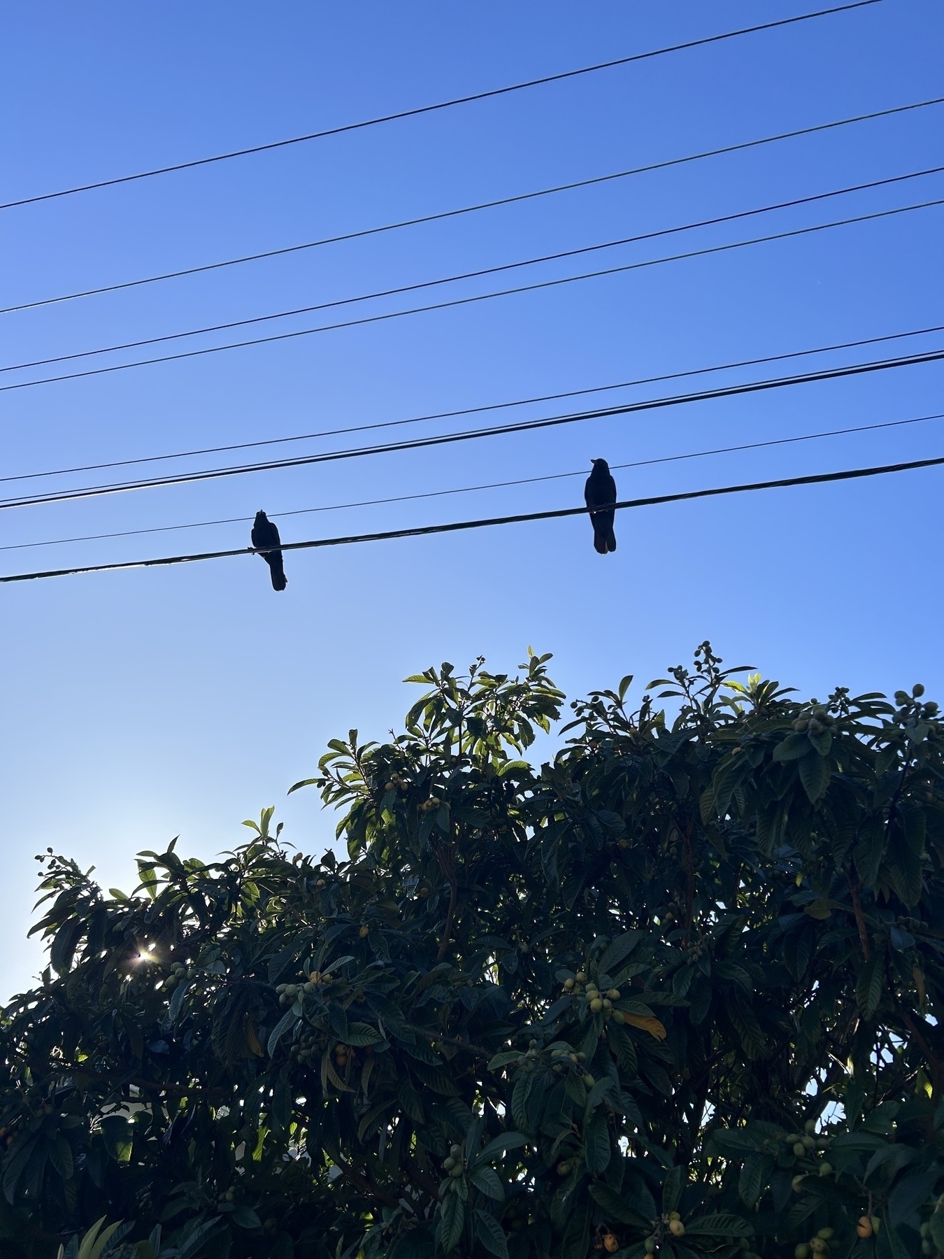 Sky in background. Two crows are perched on power lines. 