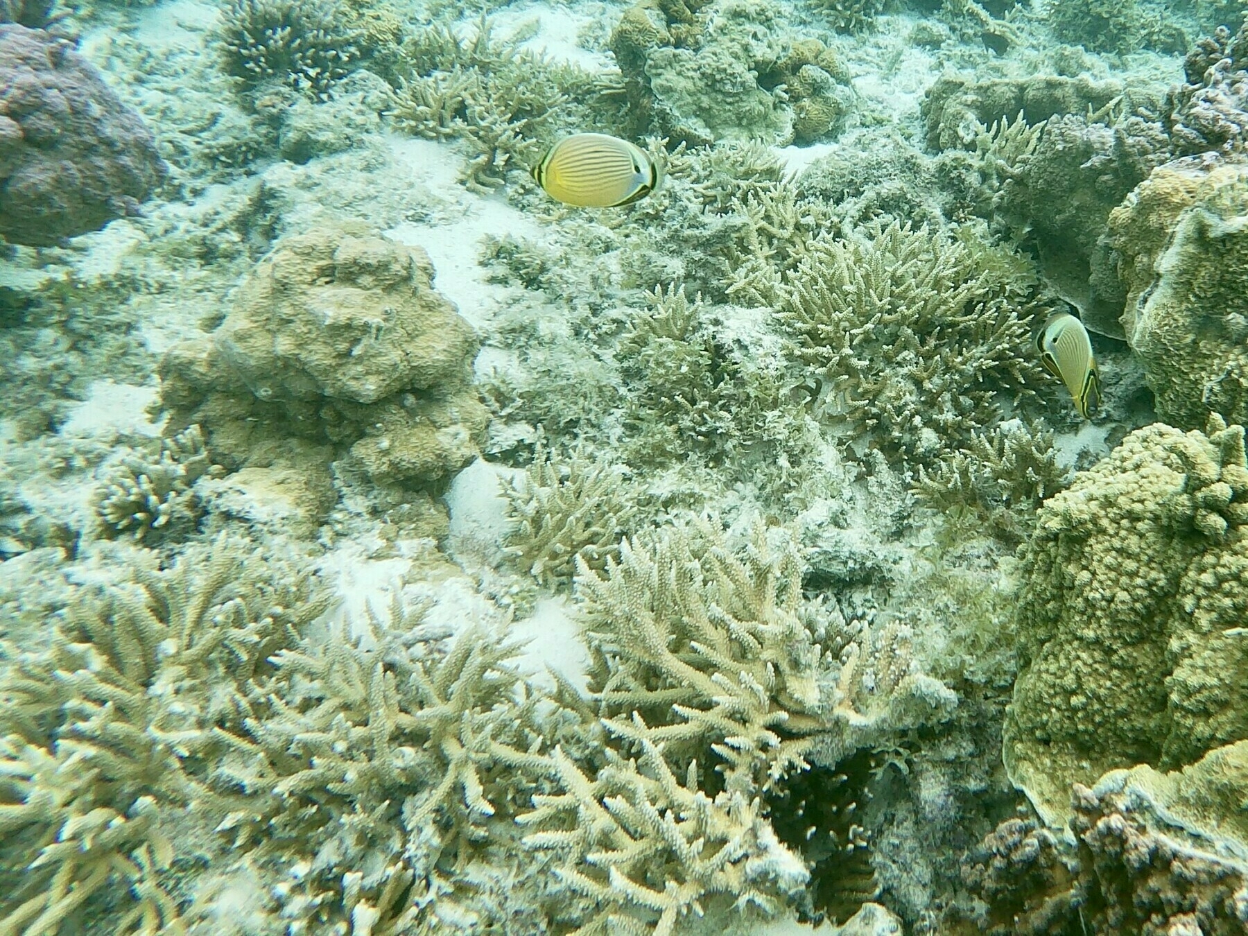 Underwater photo of coral. Some small tropical fish are visible. 