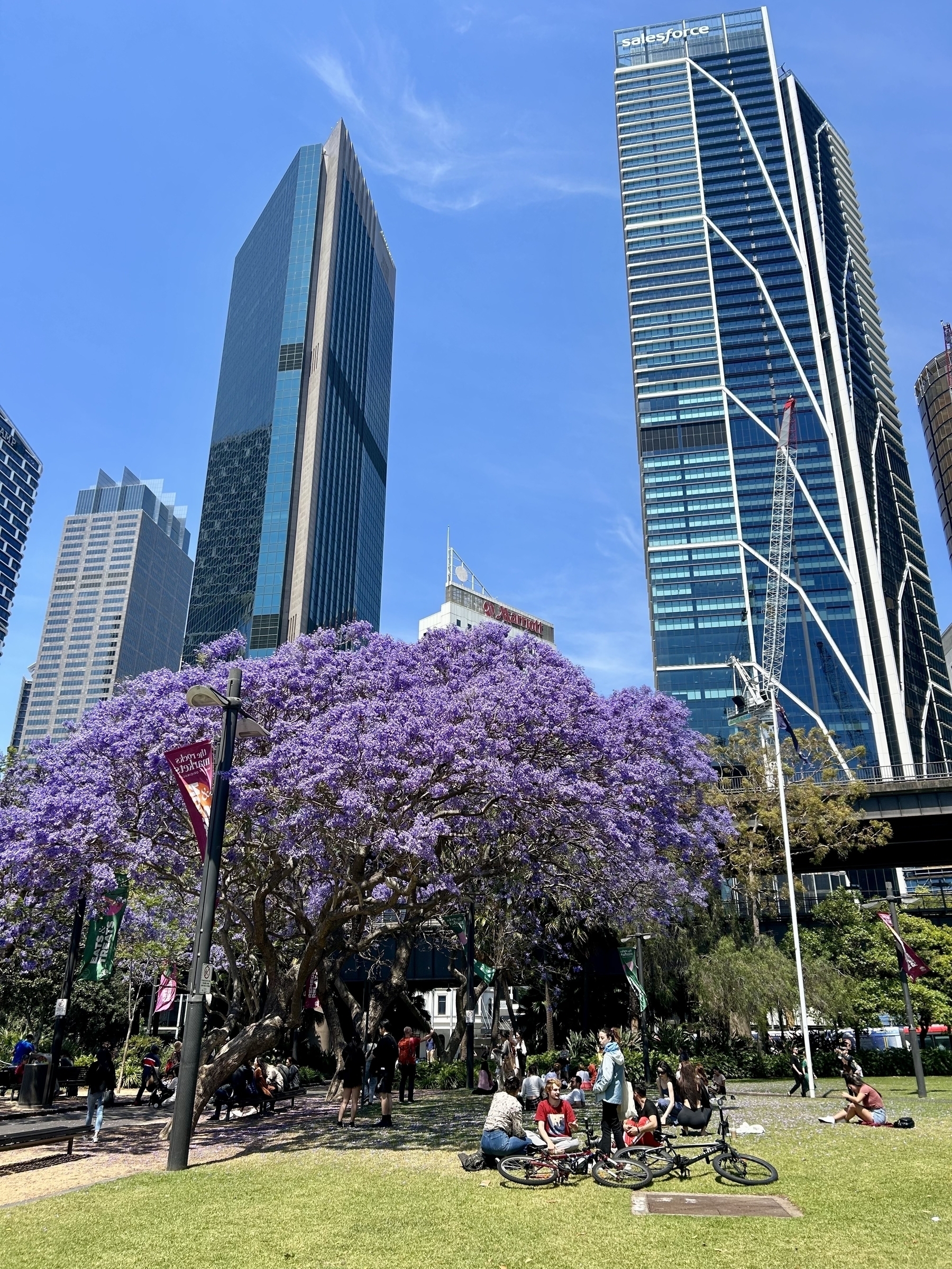 Jacaranda tree in foreground, skyscrapers behind. 