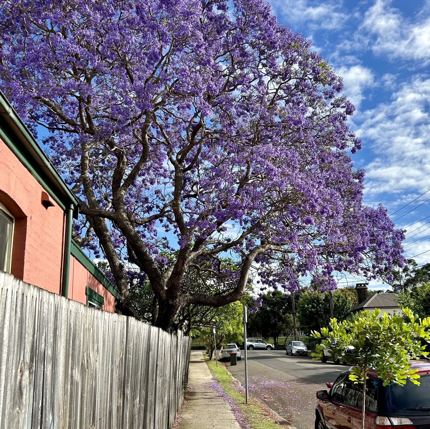 A flowering jacaranda hangs over a footpath. Blue skies. 