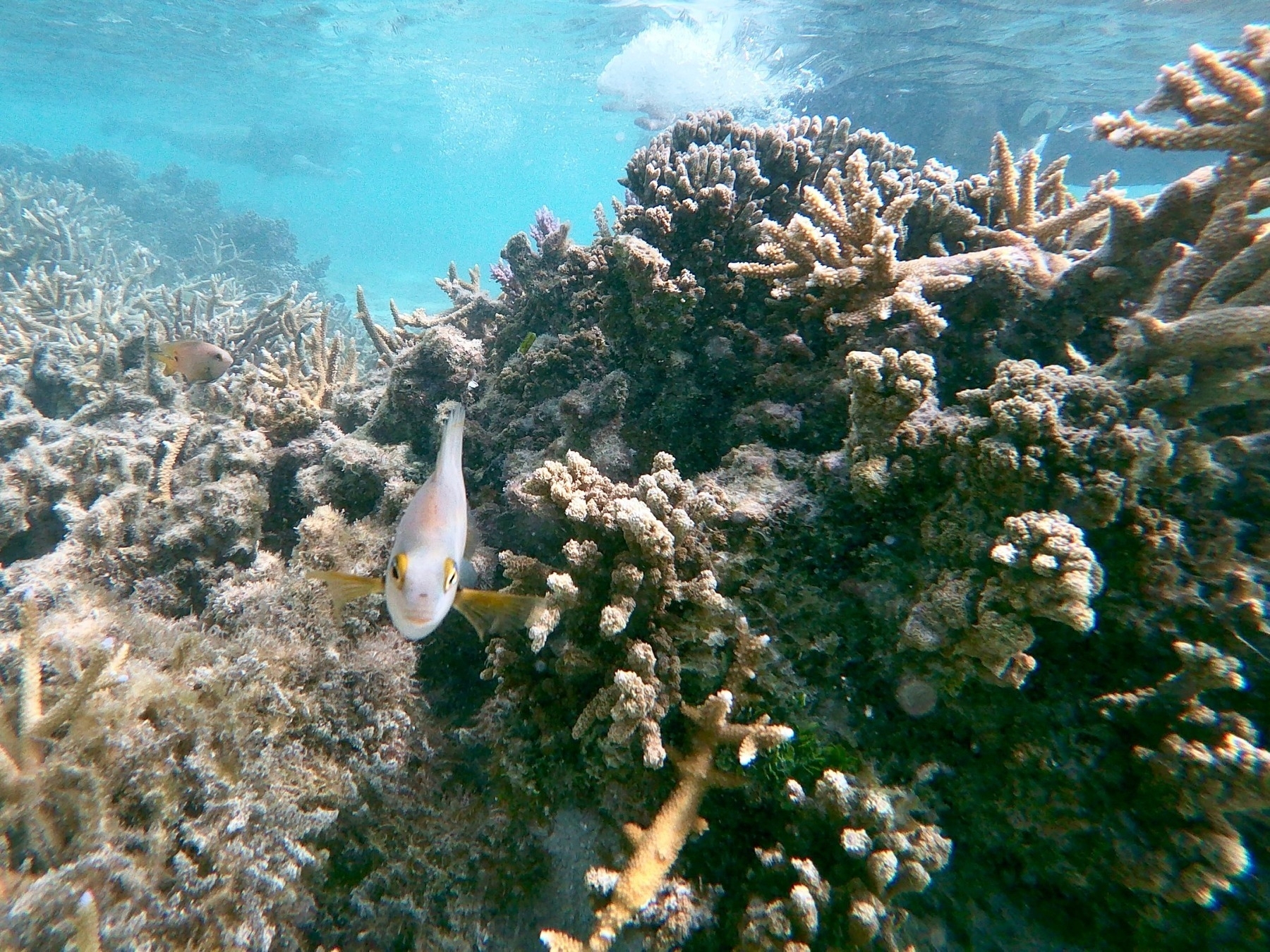 Underwater photo of coral. Some small tropical fish are visible. 