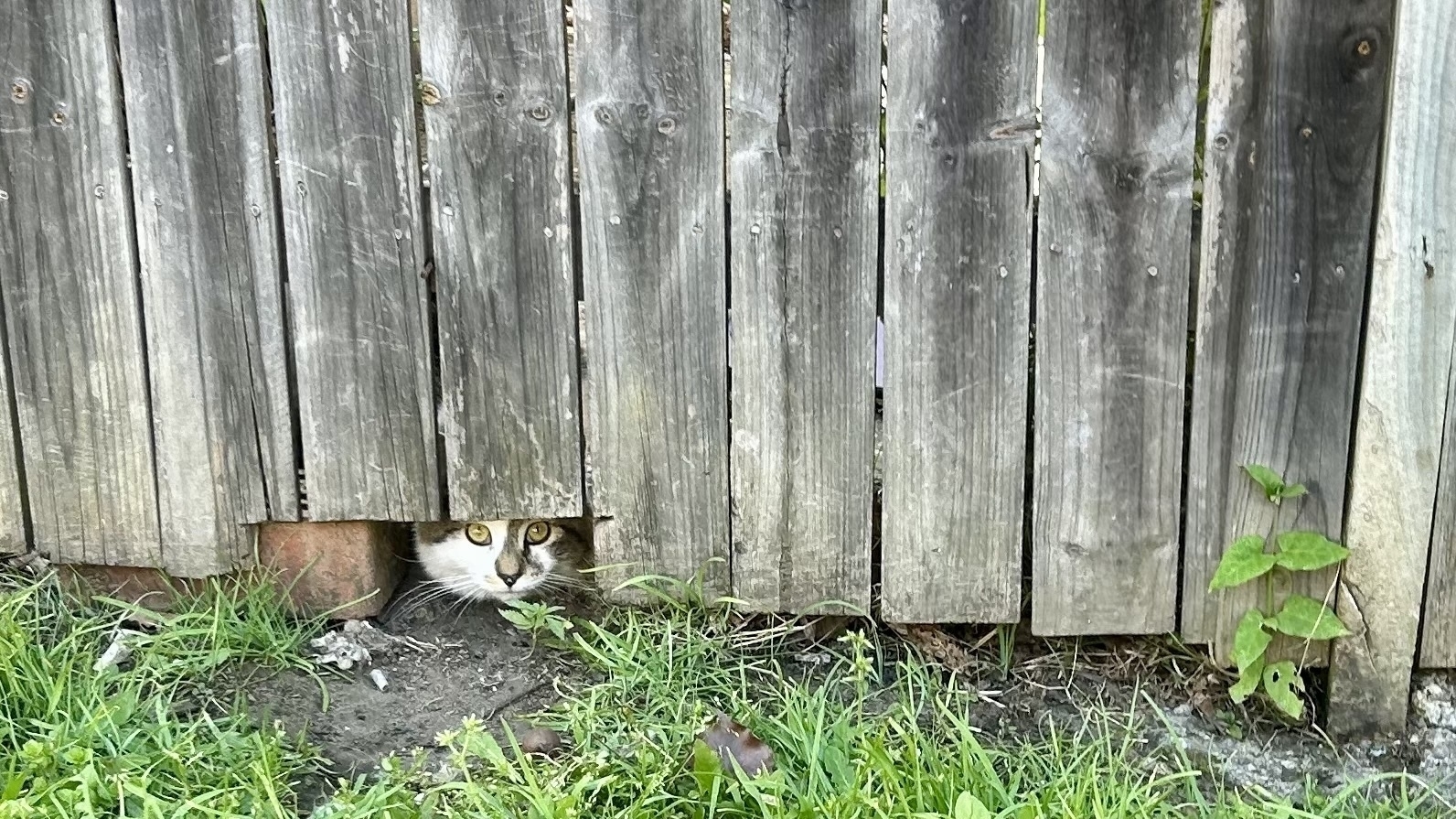 A cat peeking under a fence. 