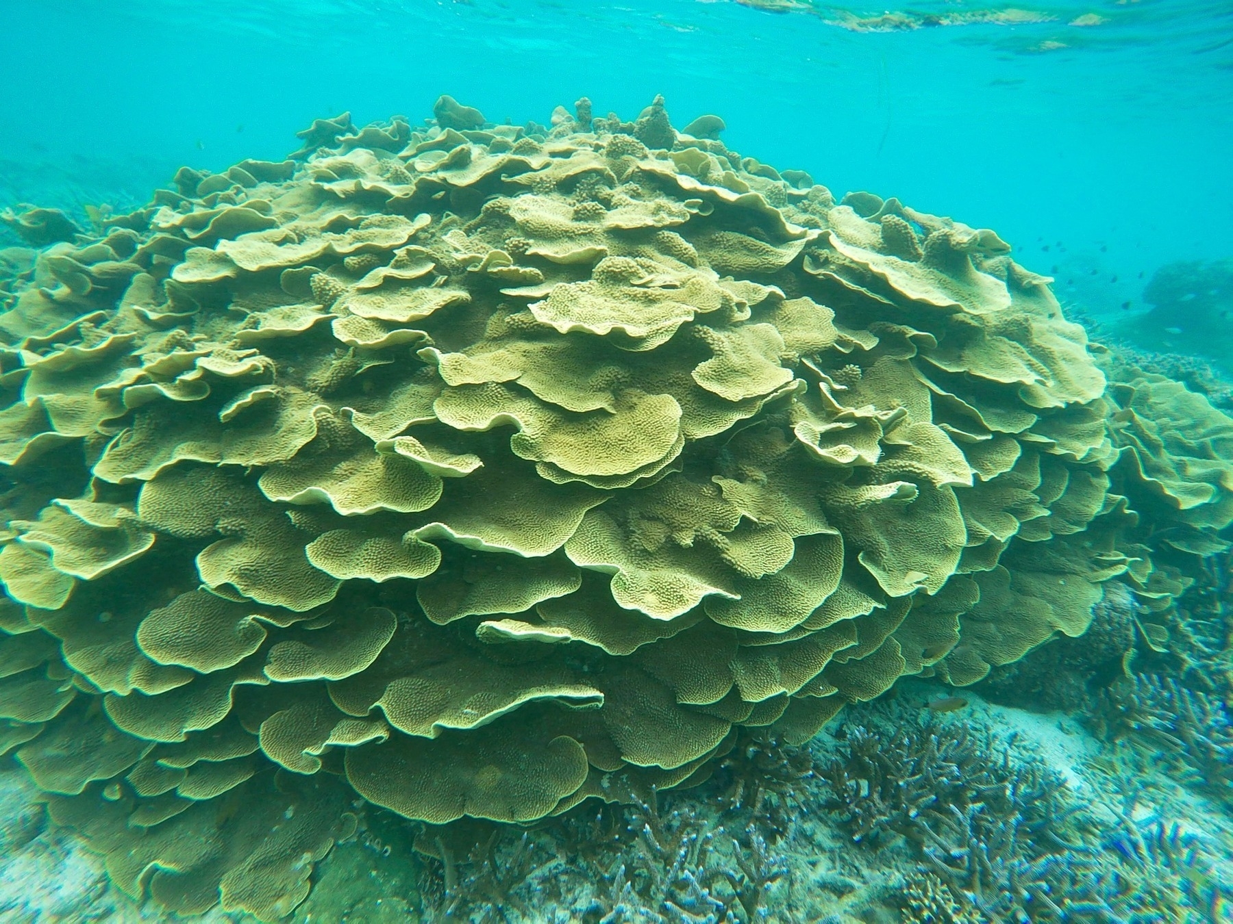 Underwater photo of coral. Some small tropical fish are visible. The coral is a large green mound.  