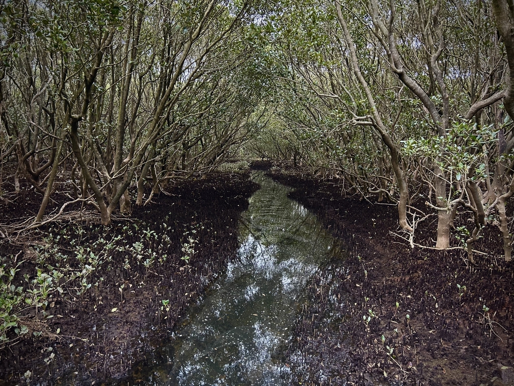 A mangrove swamp. A shallow channel cuts through, reflecting a dappled view of the canopy and the sky above. 