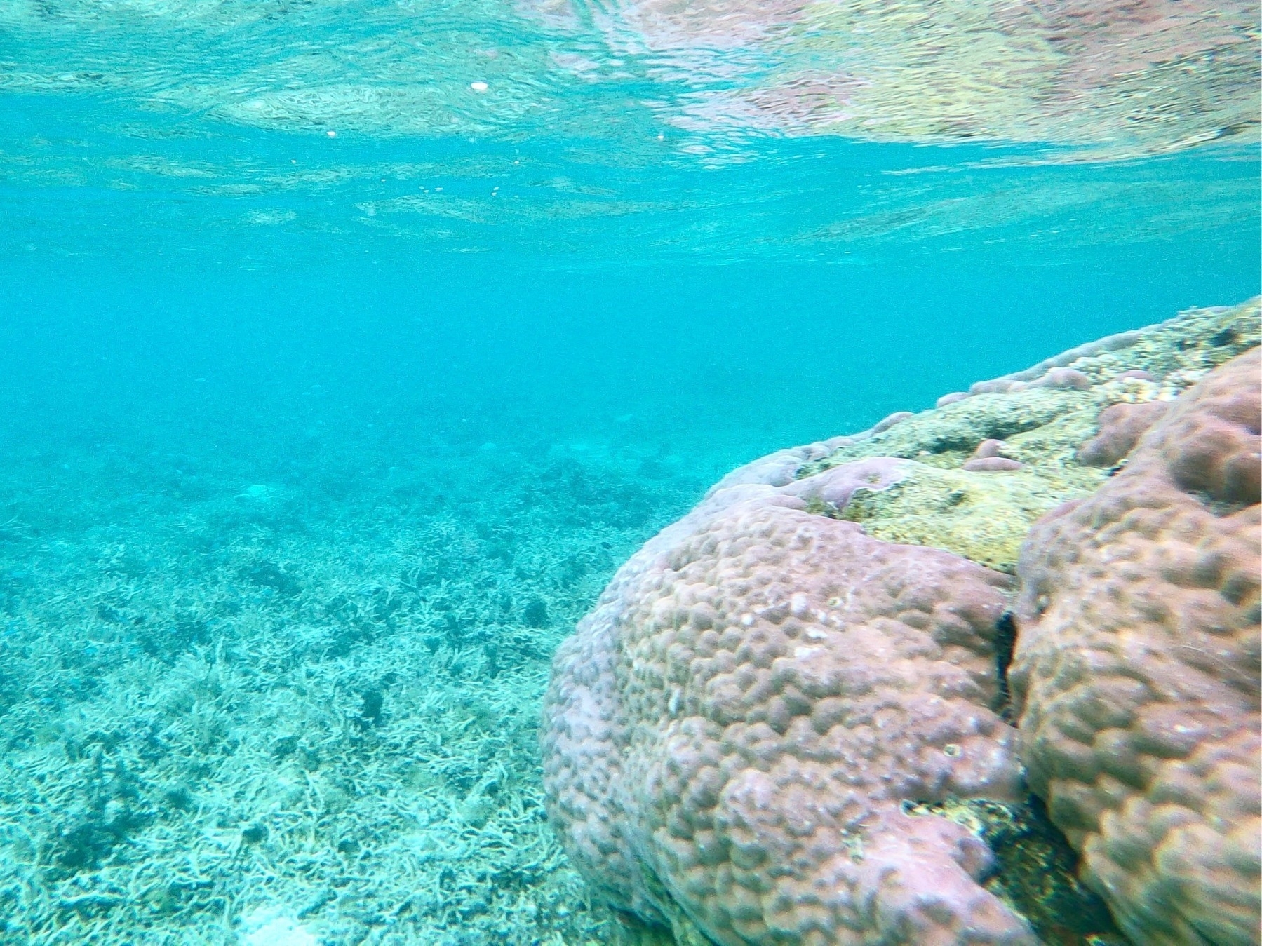 Underwater photo of coral. Some small tropical fish are visible. A slight reflection from the surface of the water is visible at the top of the photo. 