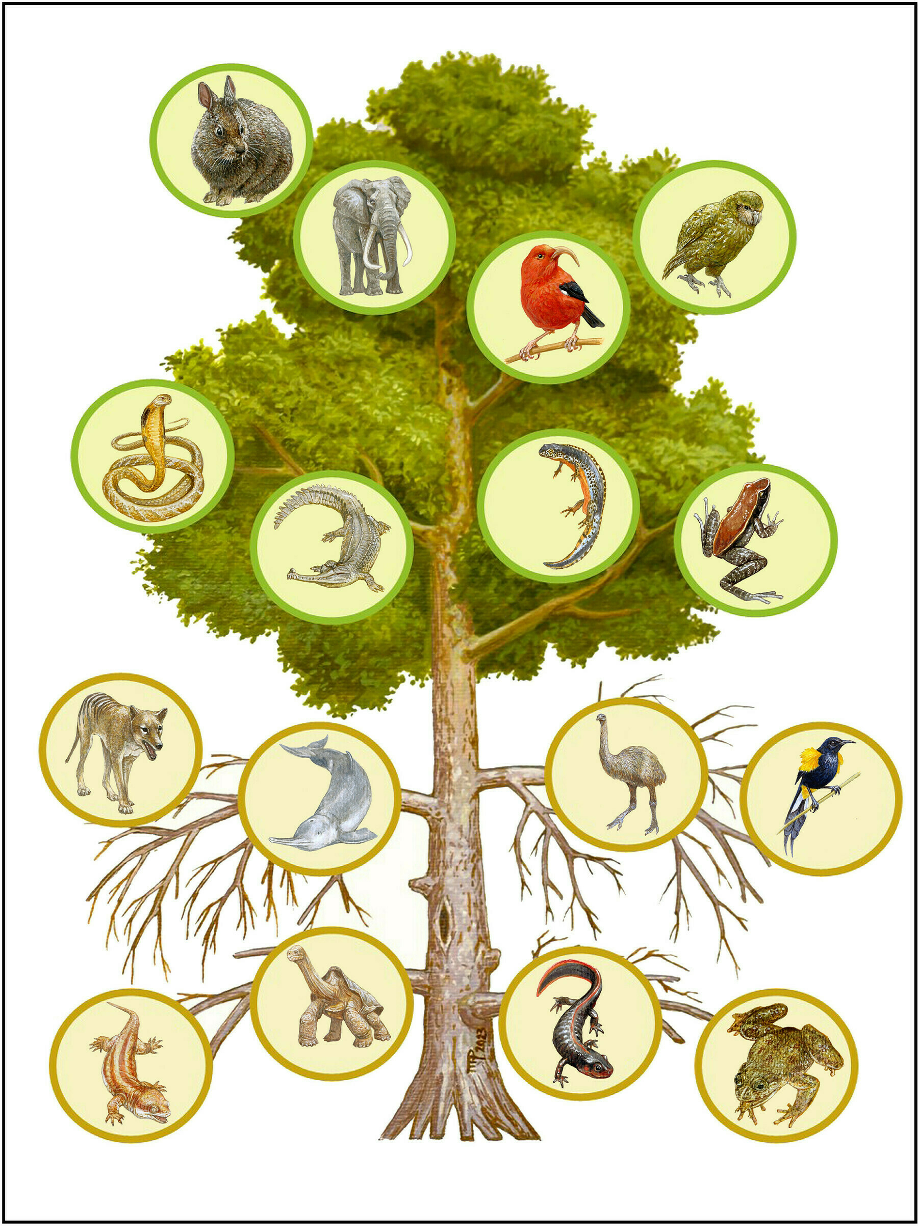 Simple schematic representation of the mutilation of the Tree of life because of generic extinctions and extinction risks. The bottom half of the tree depicted as dead branches shows examples of the extinct genera, and the upper half shows examples of genera at risk of extinction.