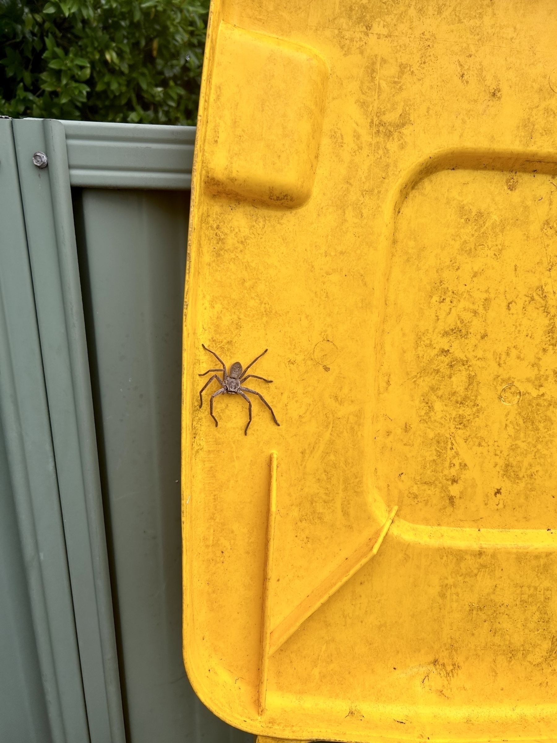 A yellow recycling bin lid, which has been lifted to reveal quite a large spider hanging out there, just under the lid. 