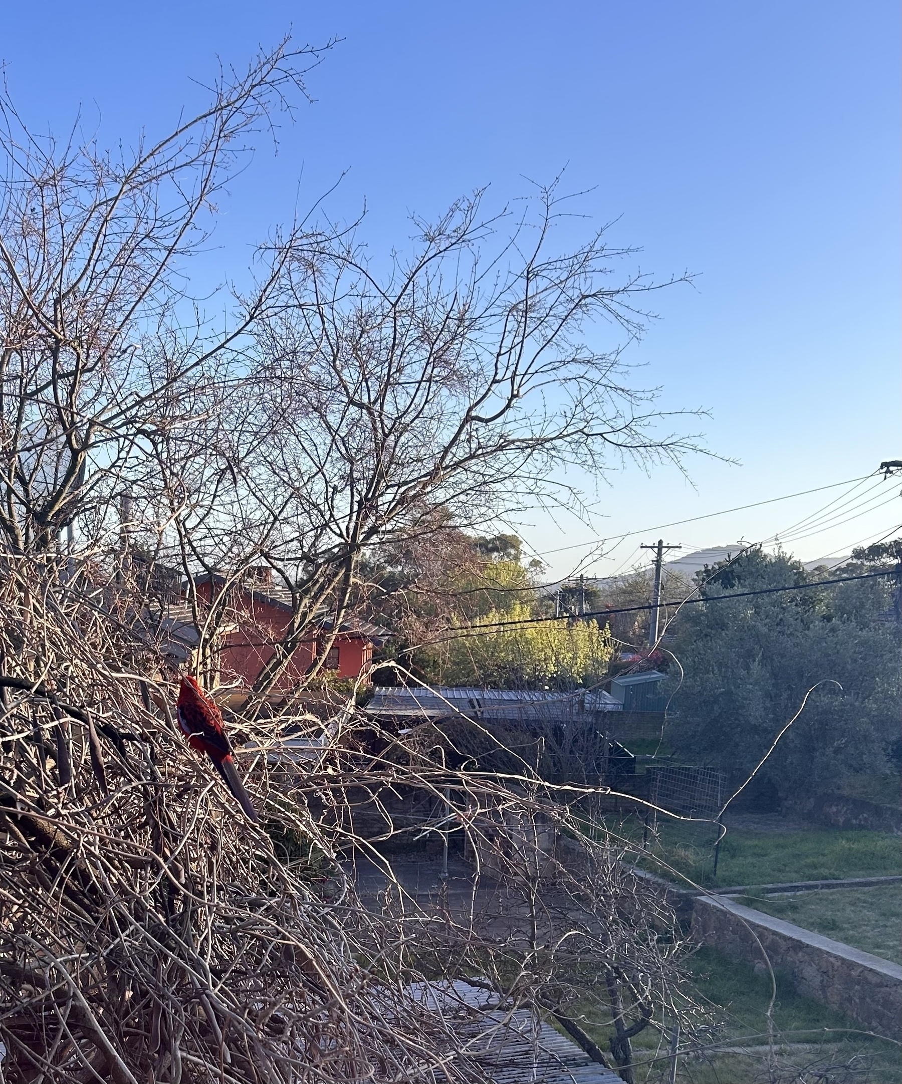 A tree without leaves. A small red and blue bird is visible (a Rosella). Blue skies in the background. 