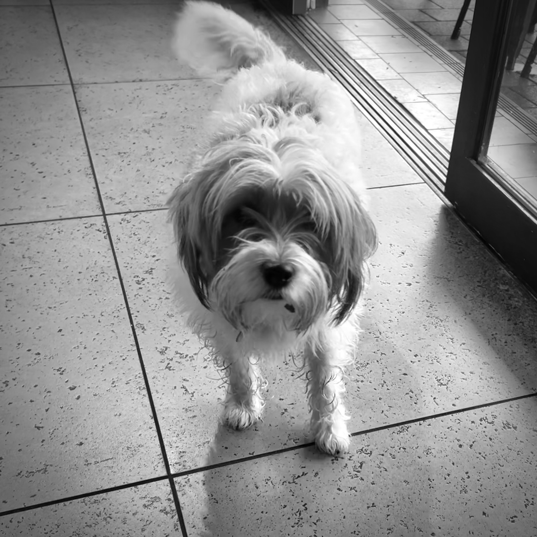 A greyscale image of a small dog looking at the camera. 