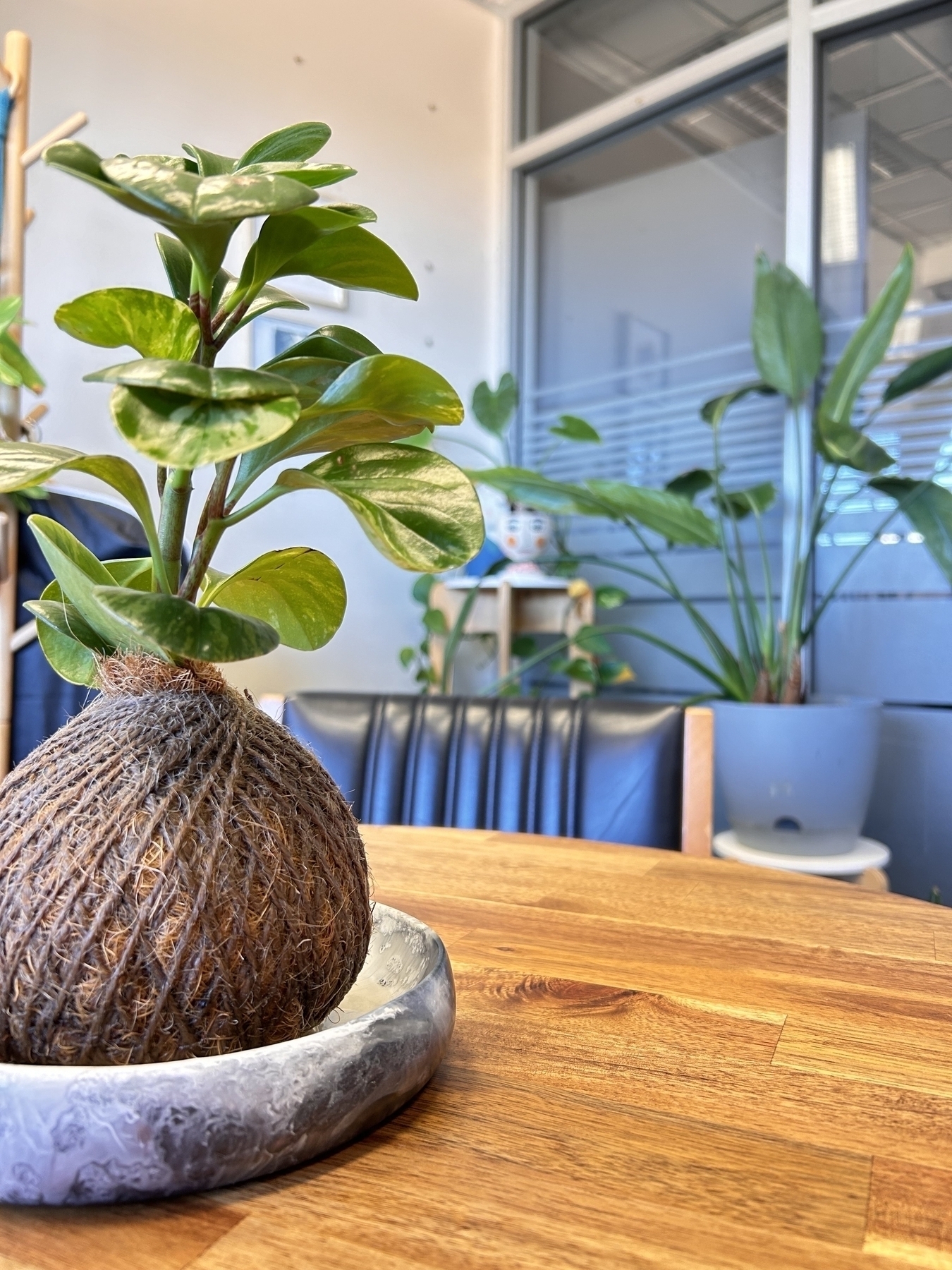 Some plants in the background with a kokedama on a table in the foreground
