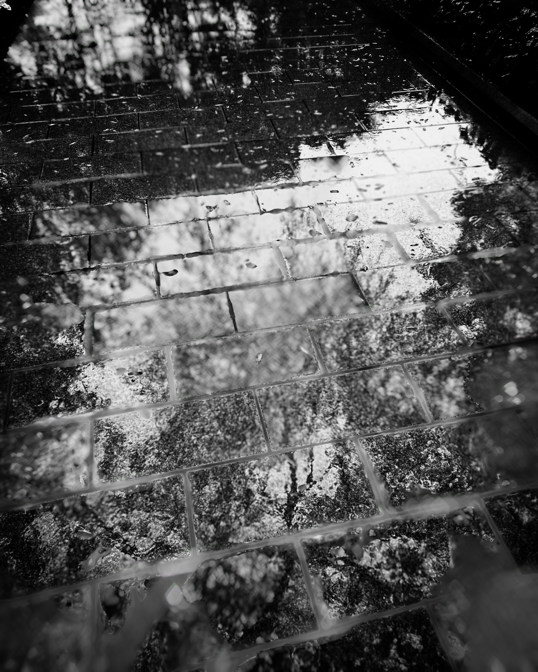 Greyscale image of wet pavers, which reflect the trees and sky overhead.  