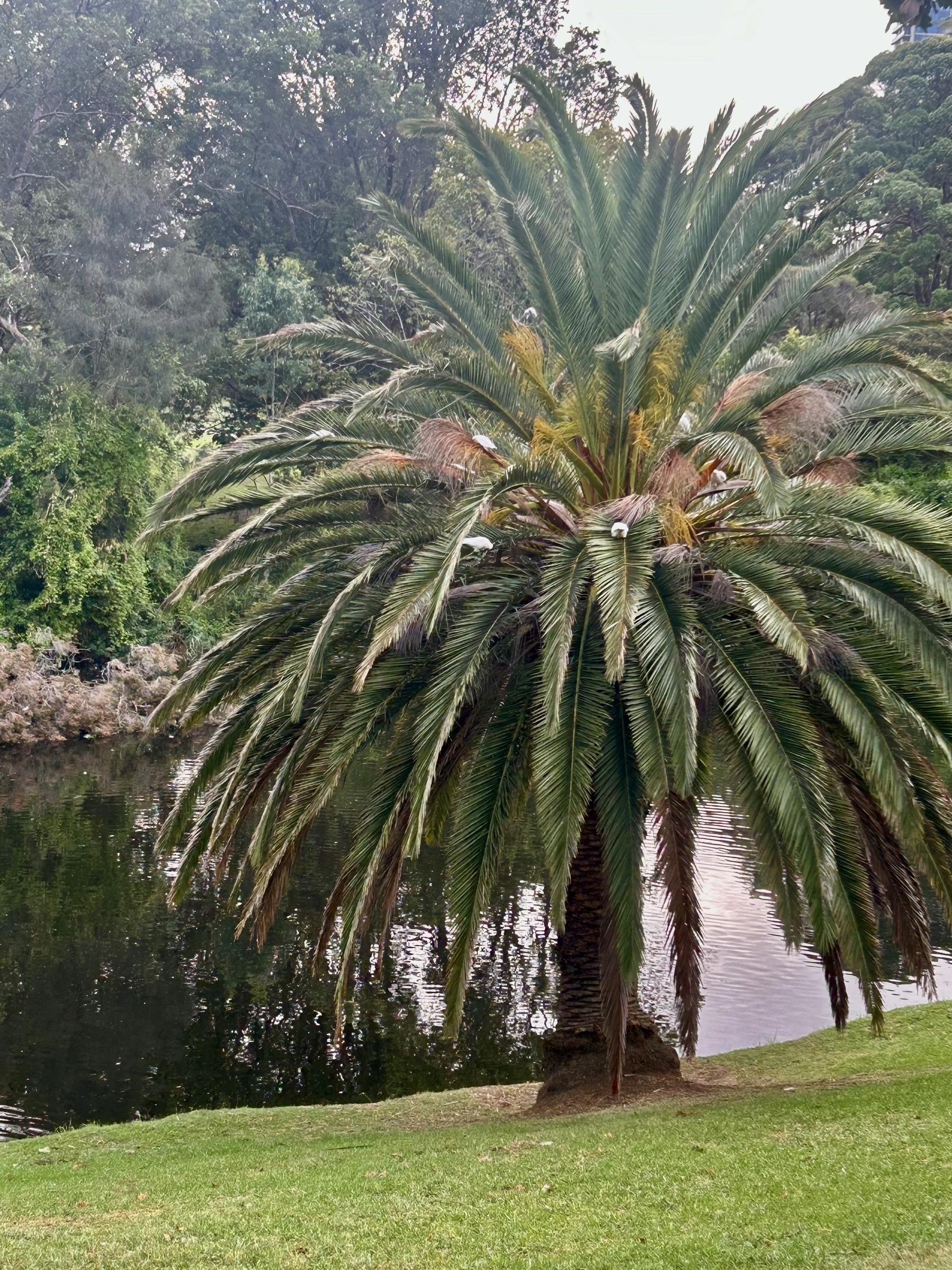 Cockatoos in a palm tree beside a river