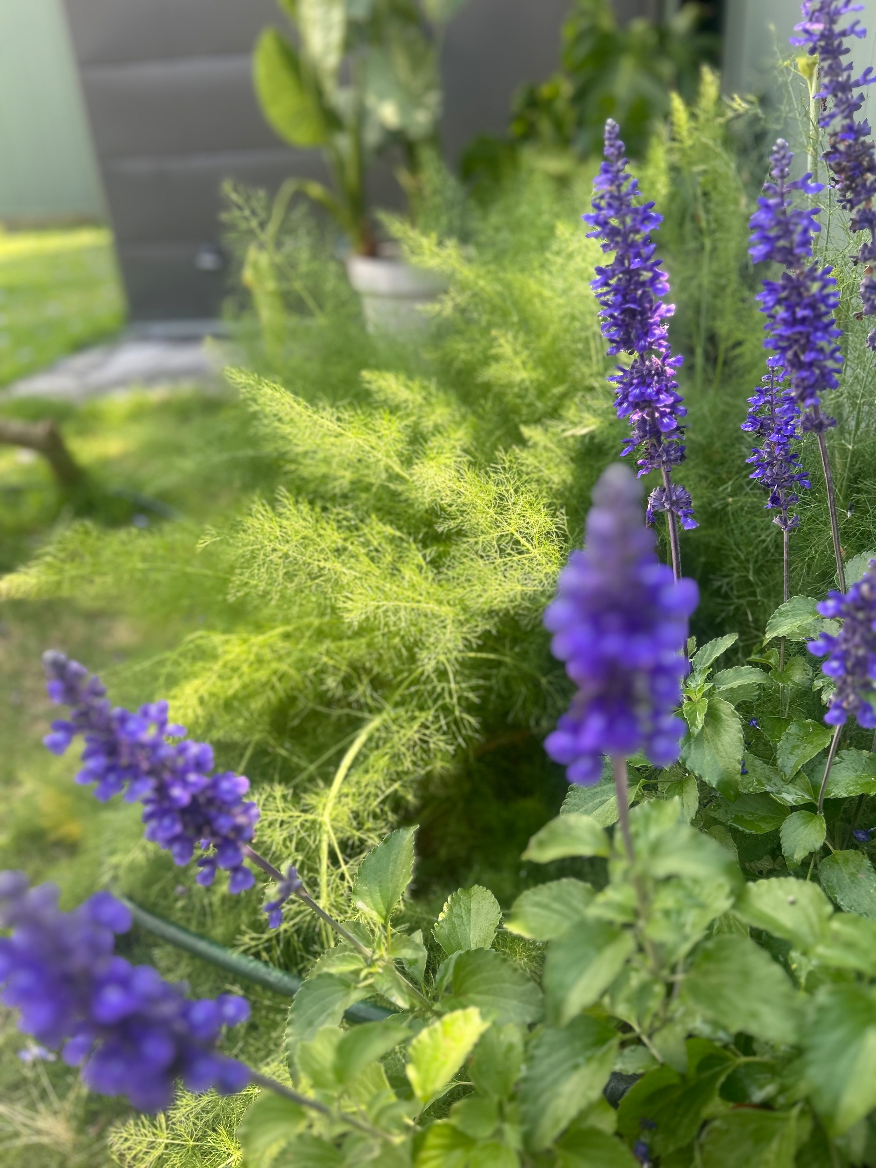 Close-up garden photograph showing tall purple-blue flower spikes, some kind of salvia, in sharp focus against soft, feathery fennel leaves. A blurred green lawn and shed is visible in the background