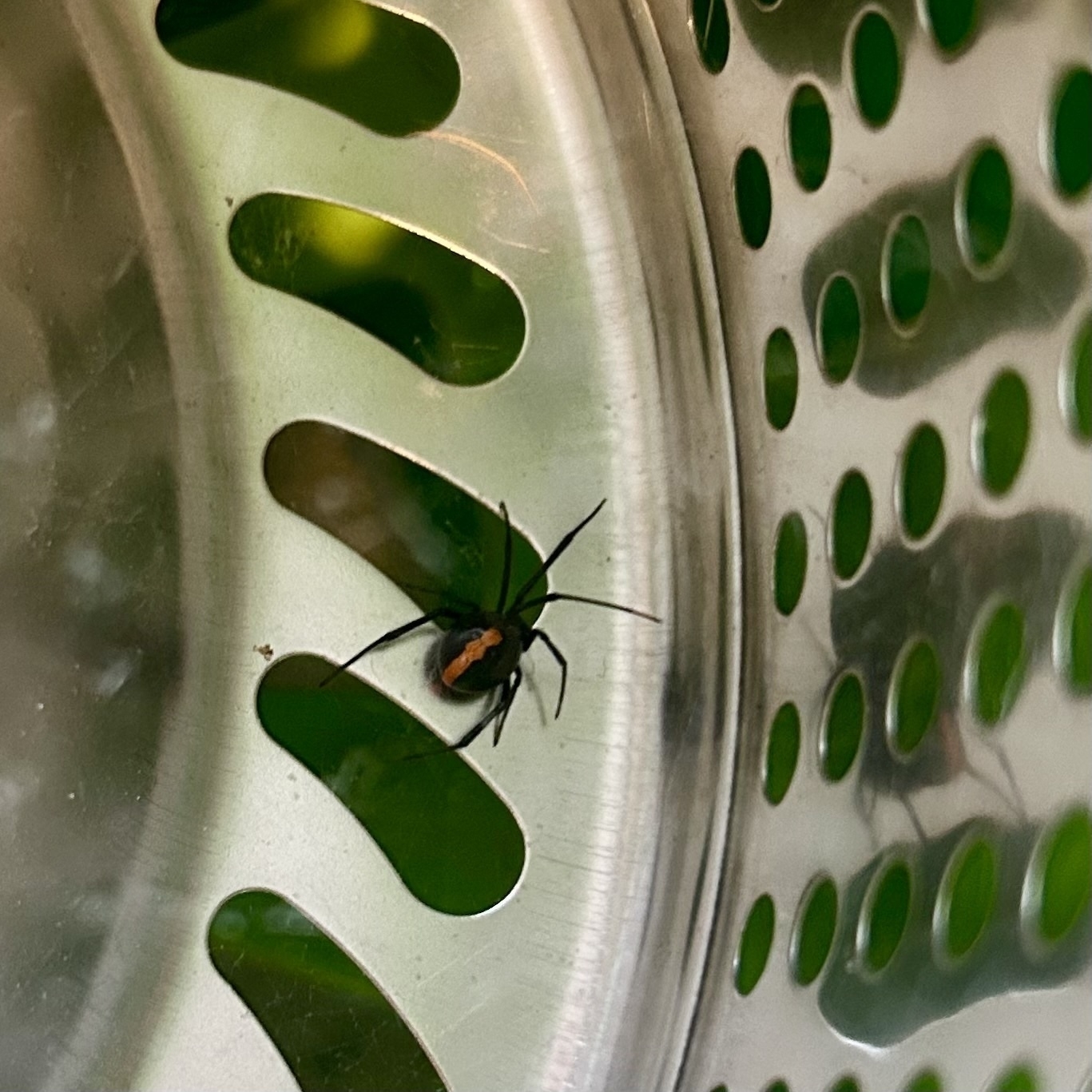 A black spider with a distinct red marking is crawling on a metallic, perforated surface - a redback on the inside of a mop bucket. 