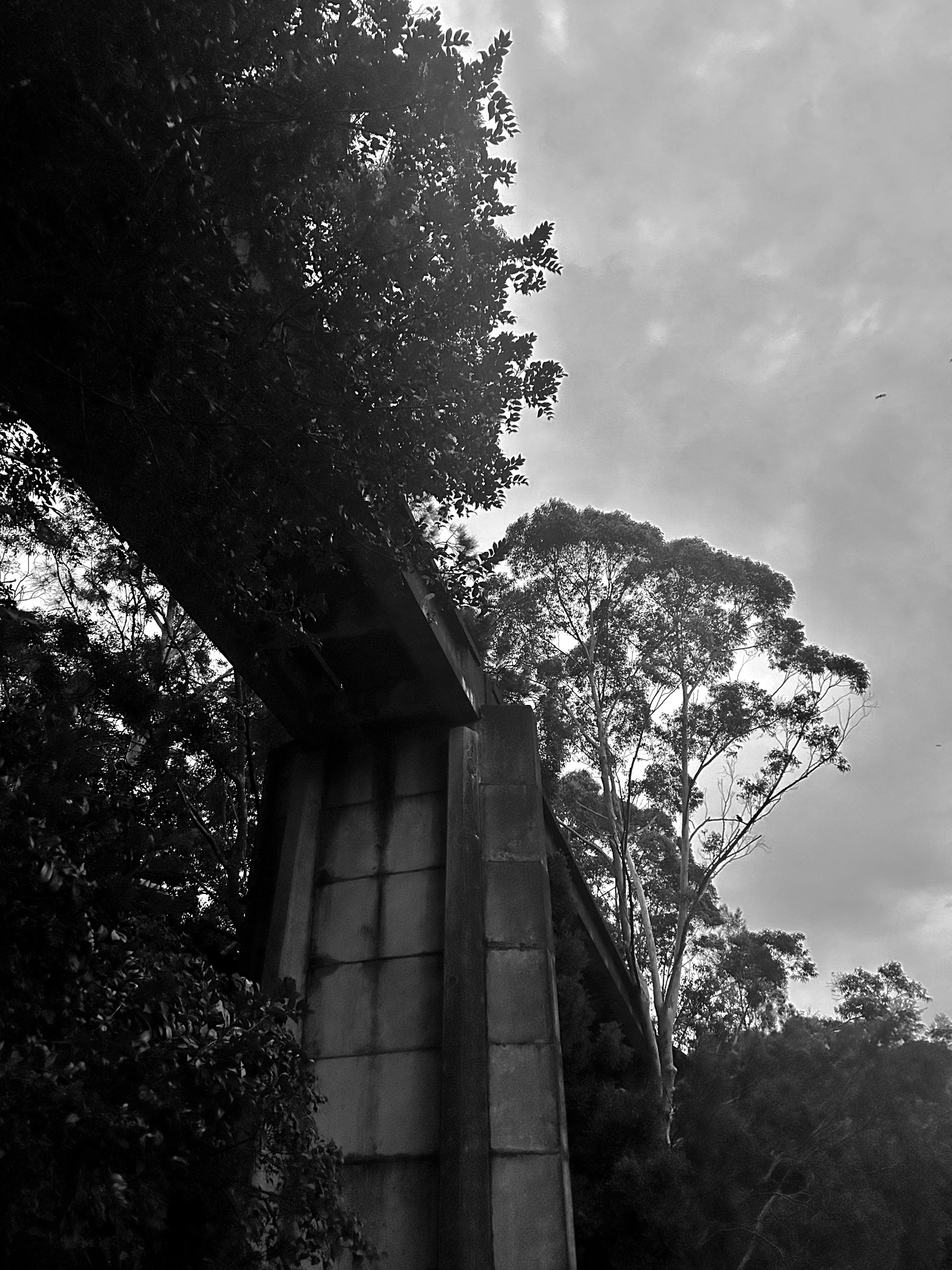 Greyscale image of an elevated bridge (for a pipe I think) surrounded by trees. 