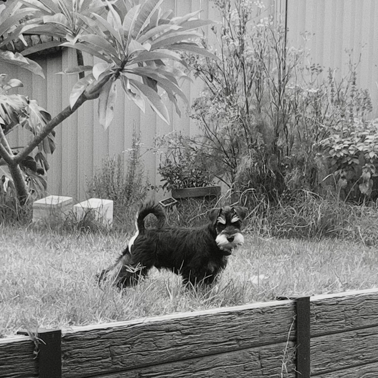 A small dog with a black and white coat stands in a grassy area near a wooden plank and potted plants.