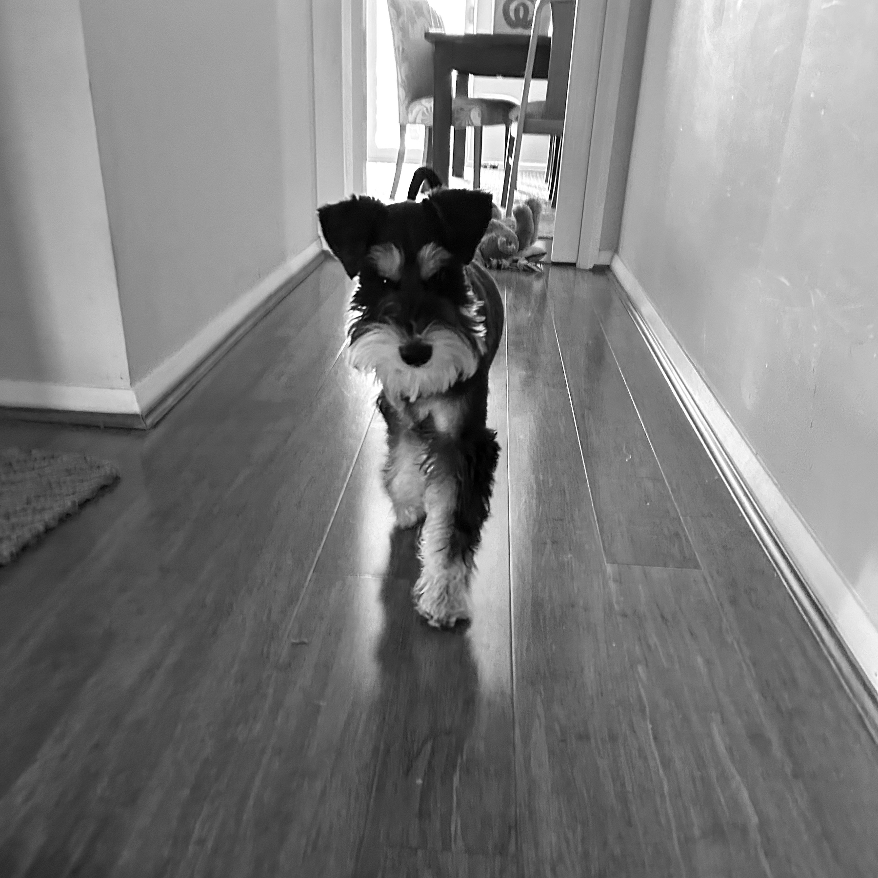 A small, serious-looking dog walking down a hallway towards the camera.