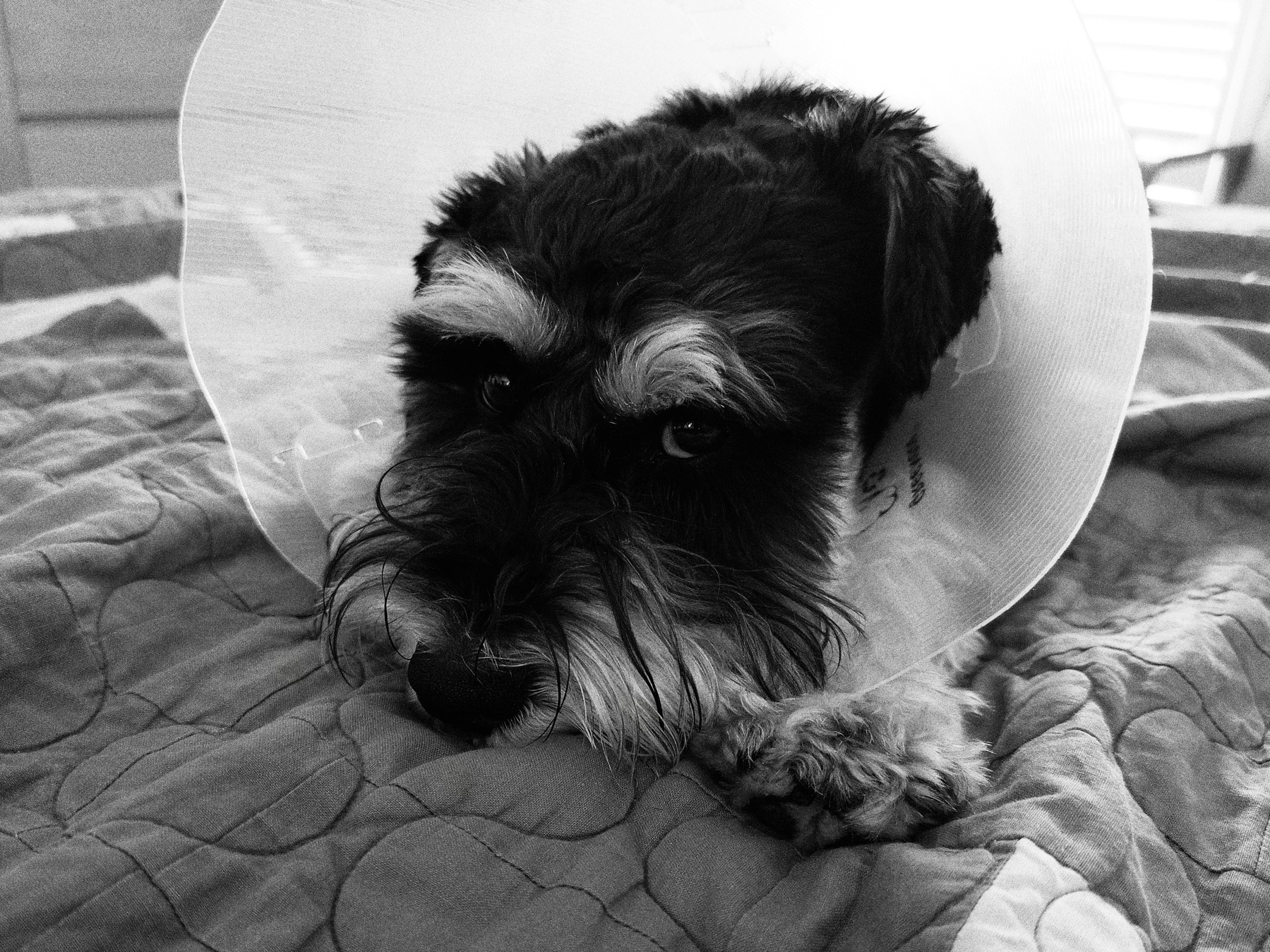A small dog wearing a protective cone looks at the camera reproachfully.  