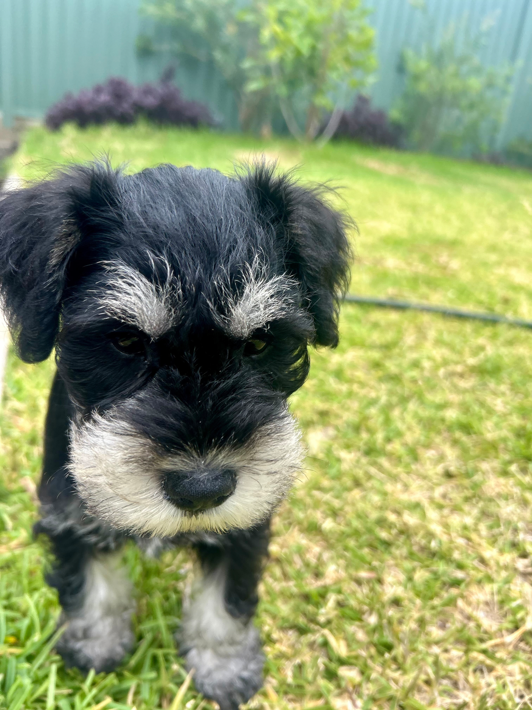 A small black and gray puppy with a fluffy face stands on green grass in a backyard.