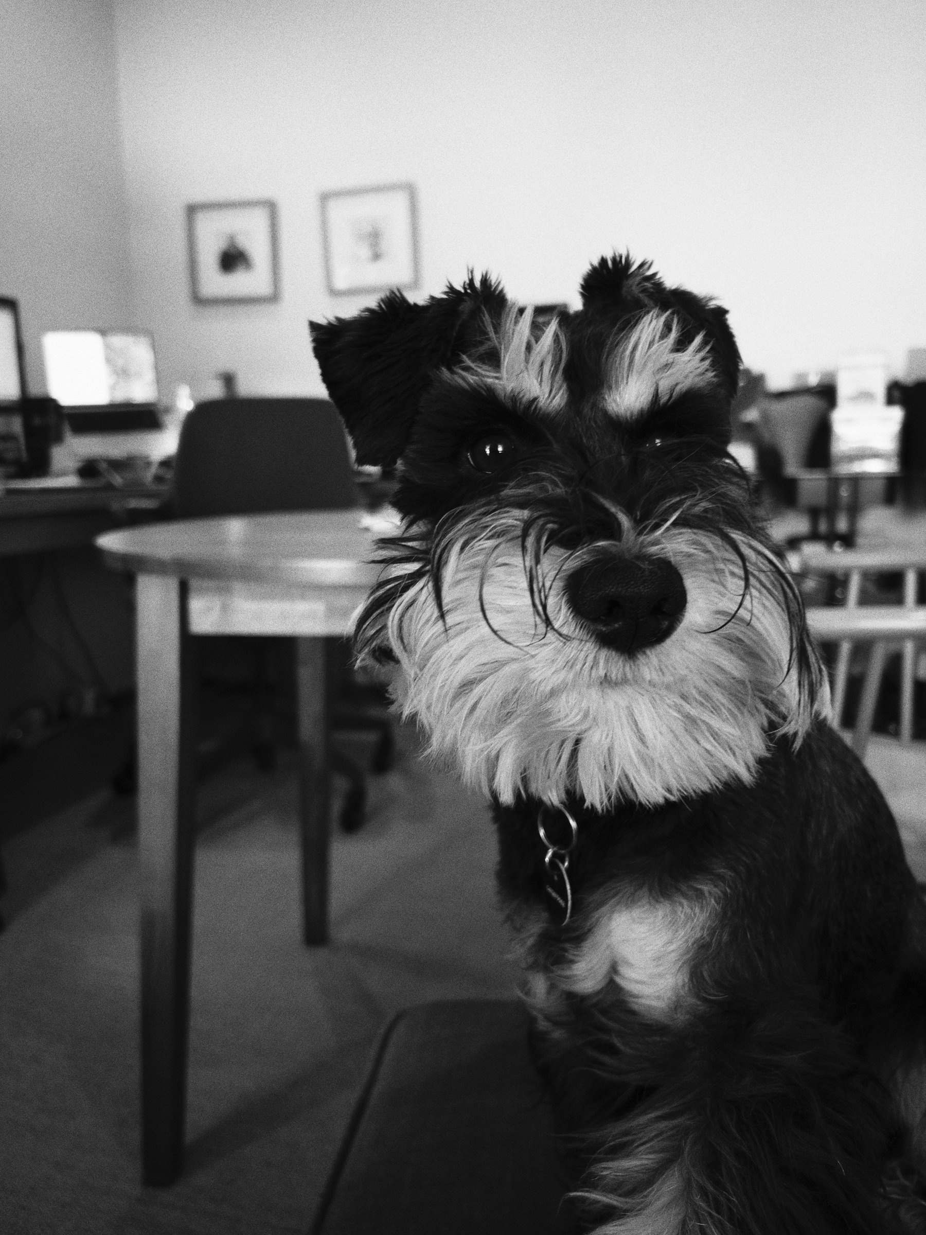 A black and white photo of a small dog sitting indoors with a home office setup visible in the background.