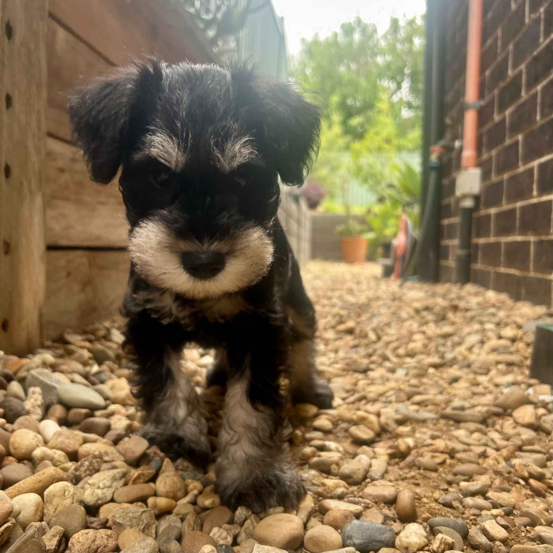 A small, fluffy puppy is standing on a gravel path between a wooden structure and a brick wall.
