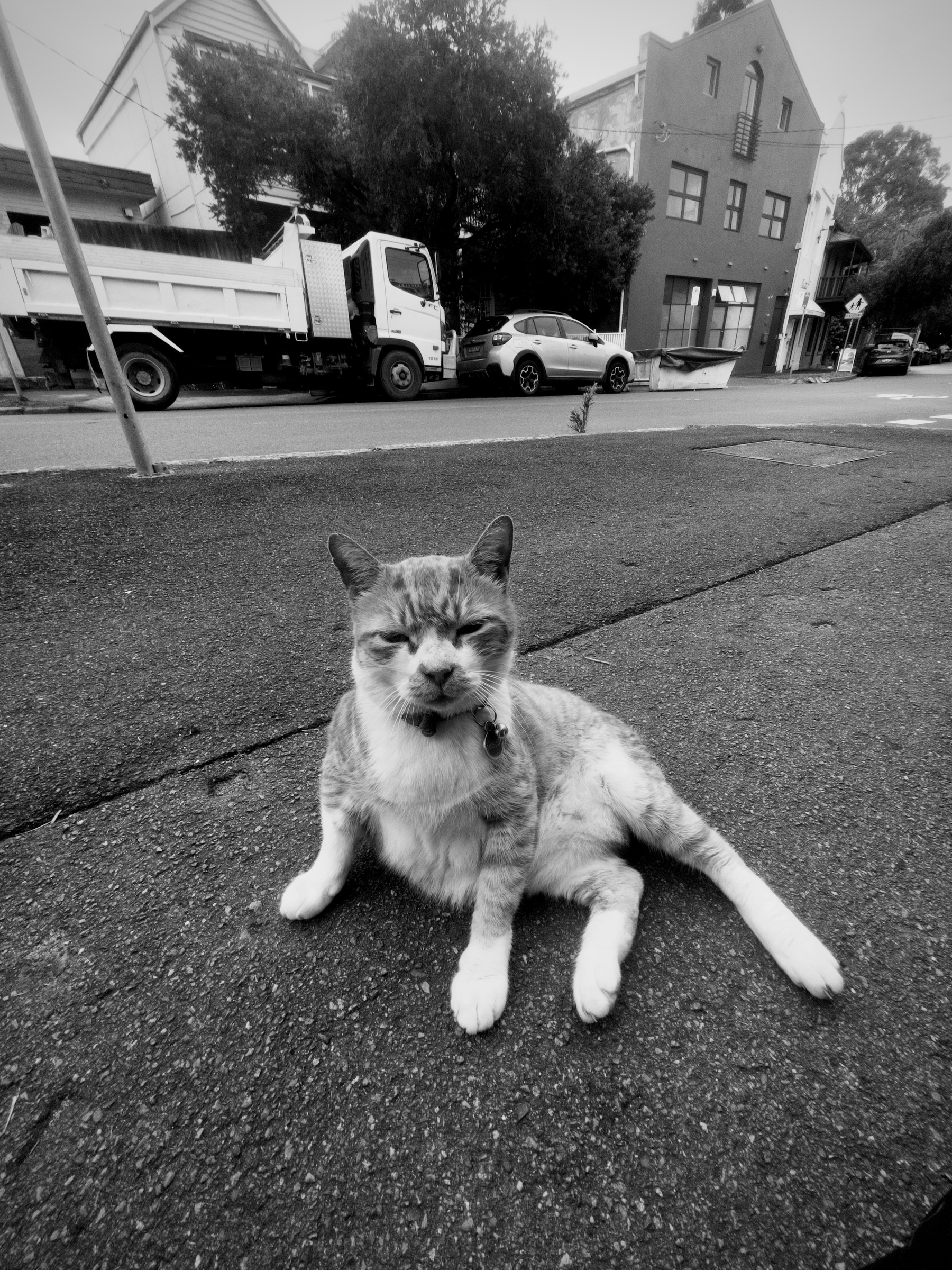 A cat lounges on the pavement in a street setting with buildings and parked vehicles in the background.