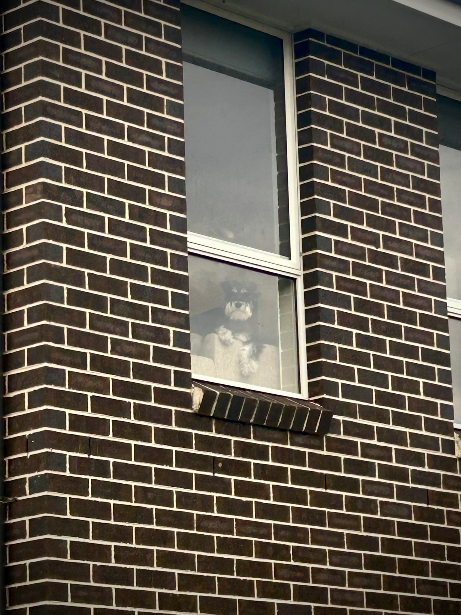 A small dog is sitting and looking out through a second floor window of a brick building.