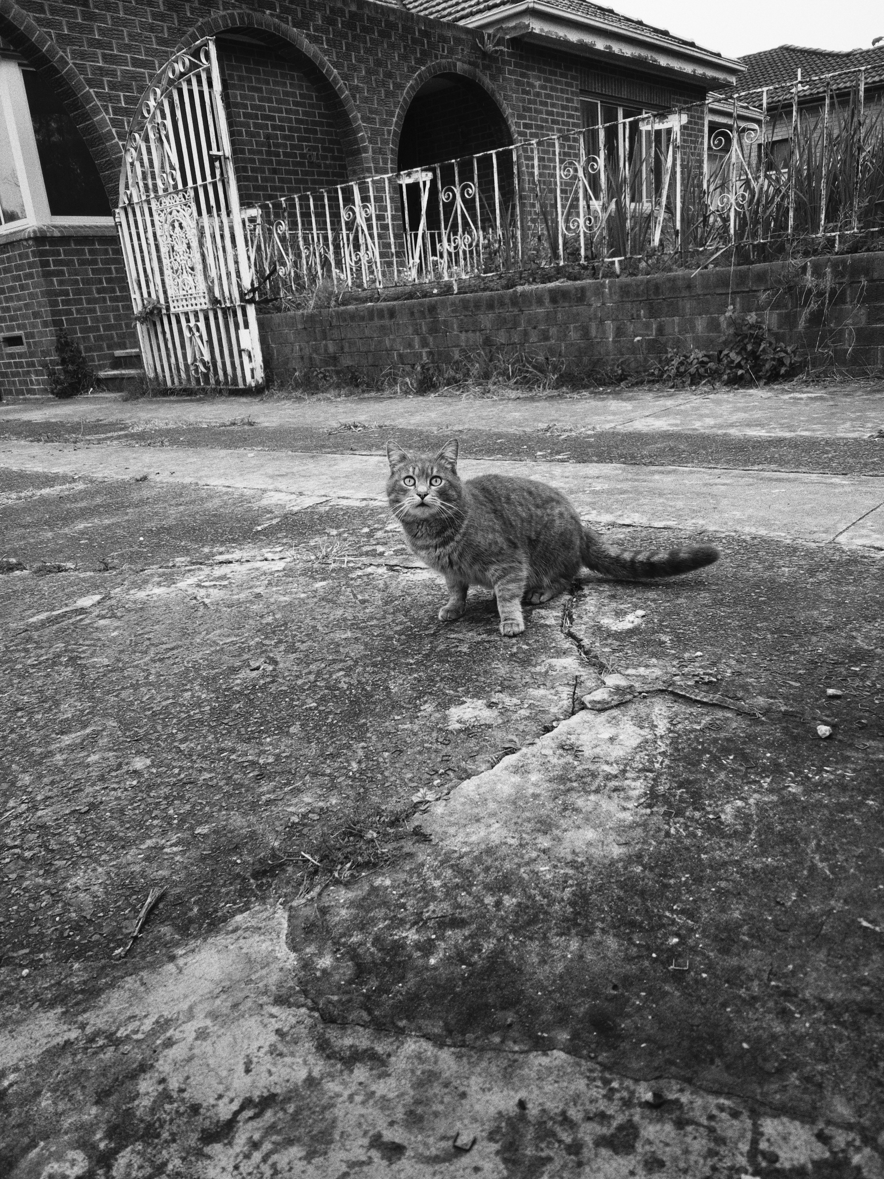 A cat stands on a worn concrete surface in front of an old brick house with a white iron gate and fence.